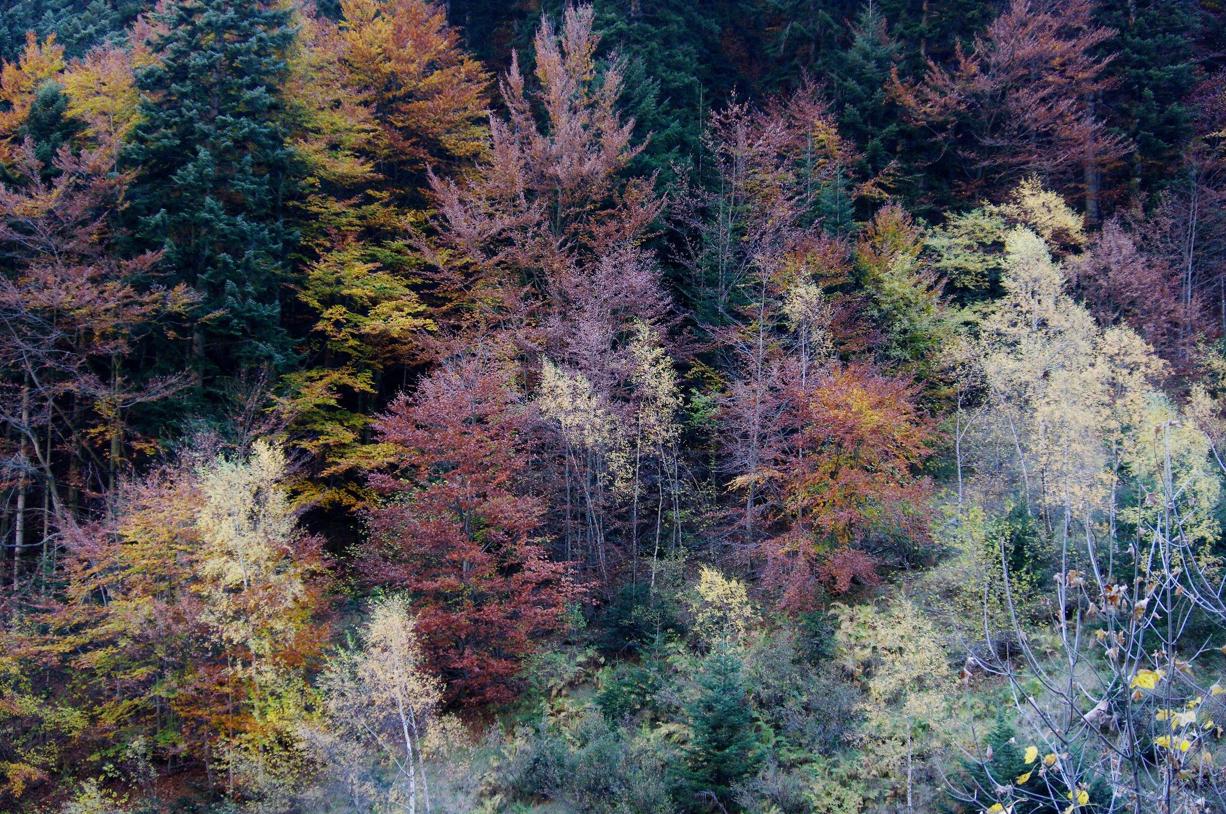 Cromatismo autunnale