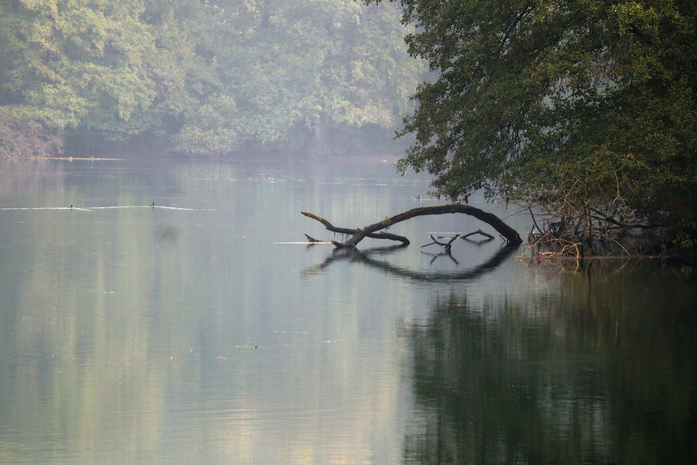 un pesce fuor d'acqua