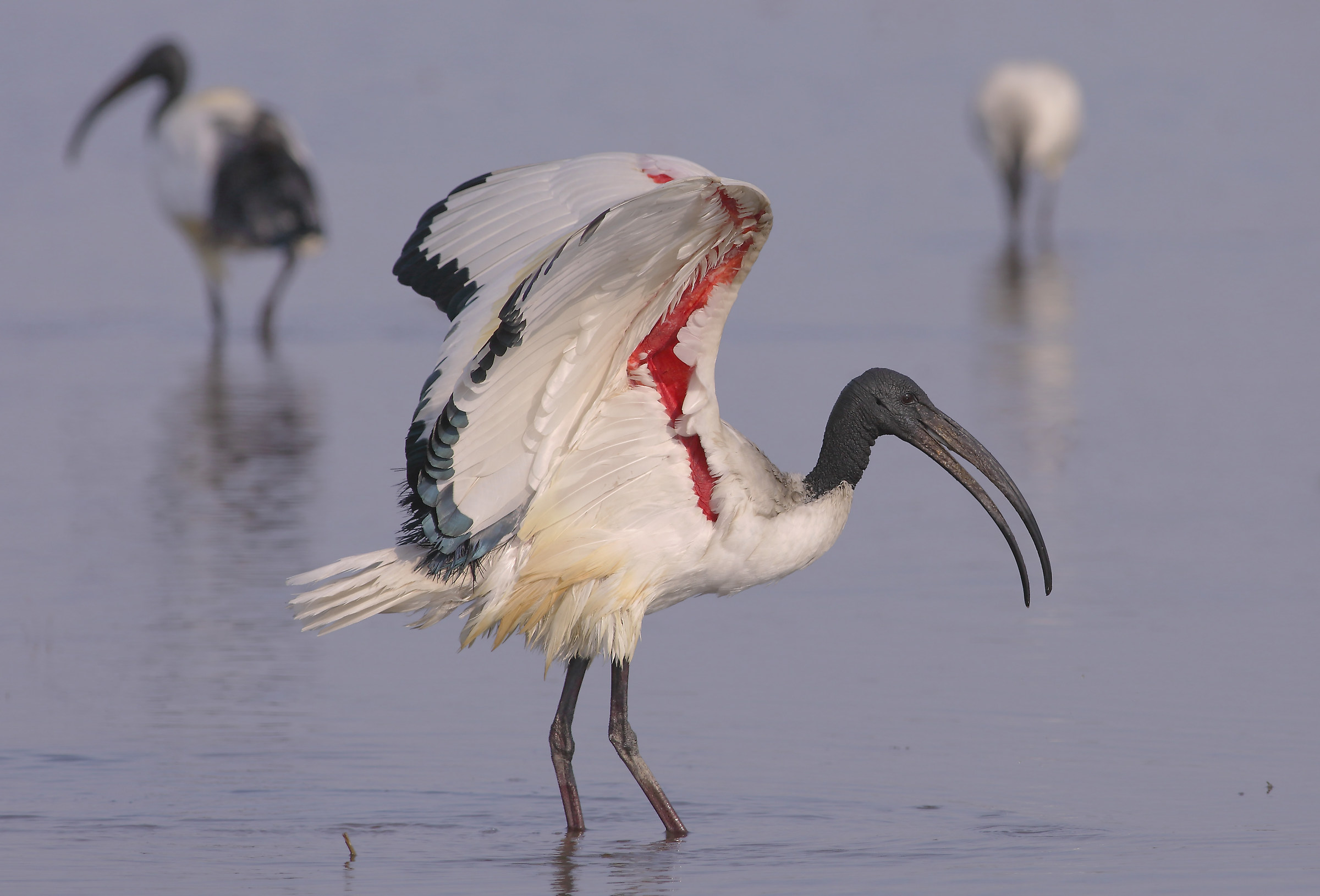 Ibis