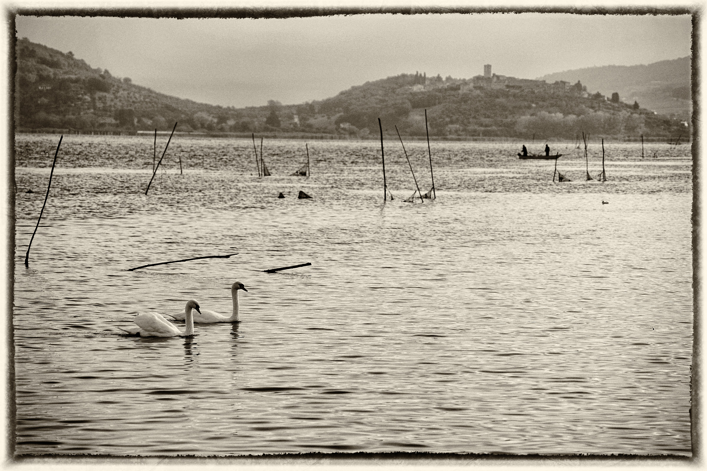 Swans to Sant'Arcangelo