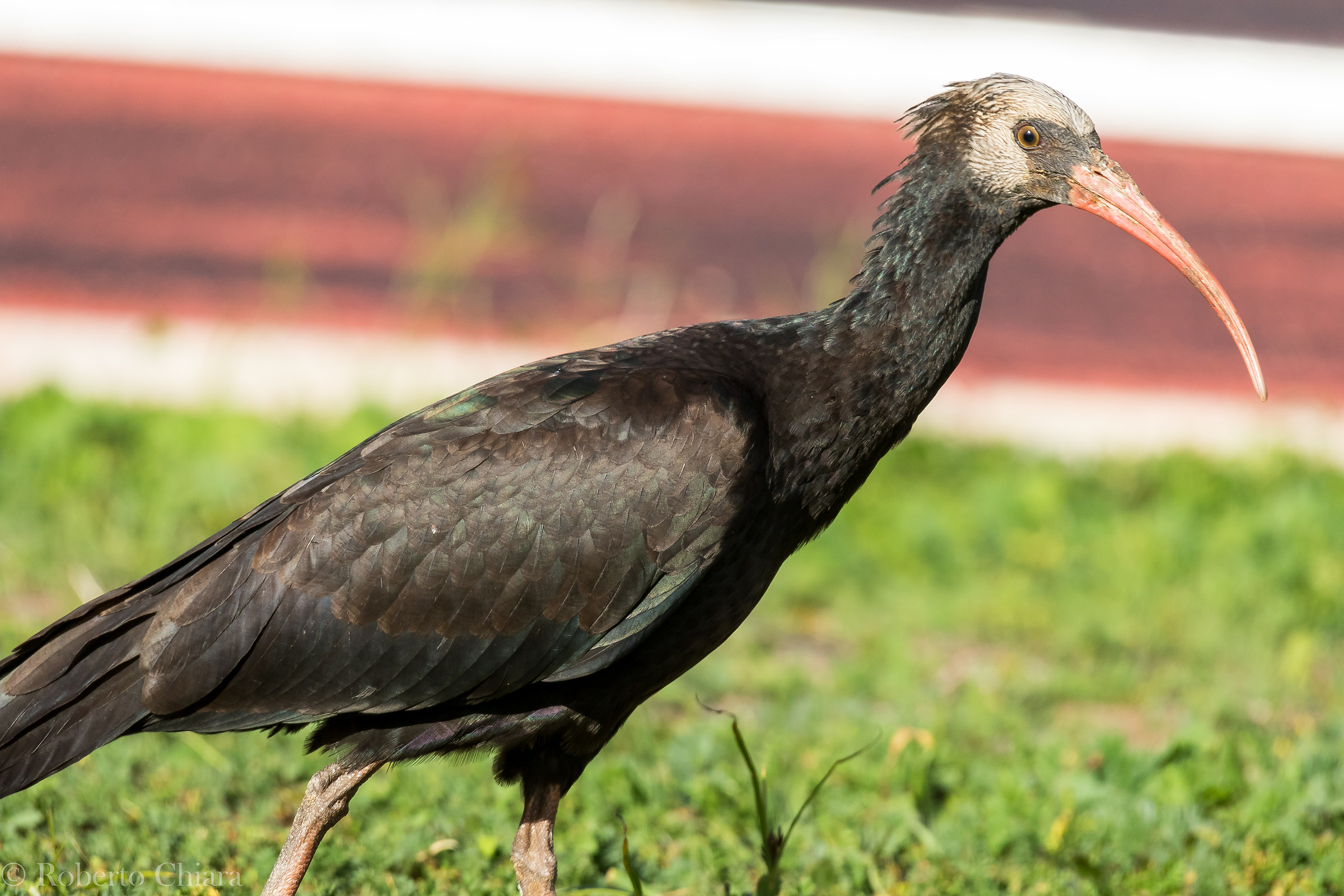 Ibis eremita