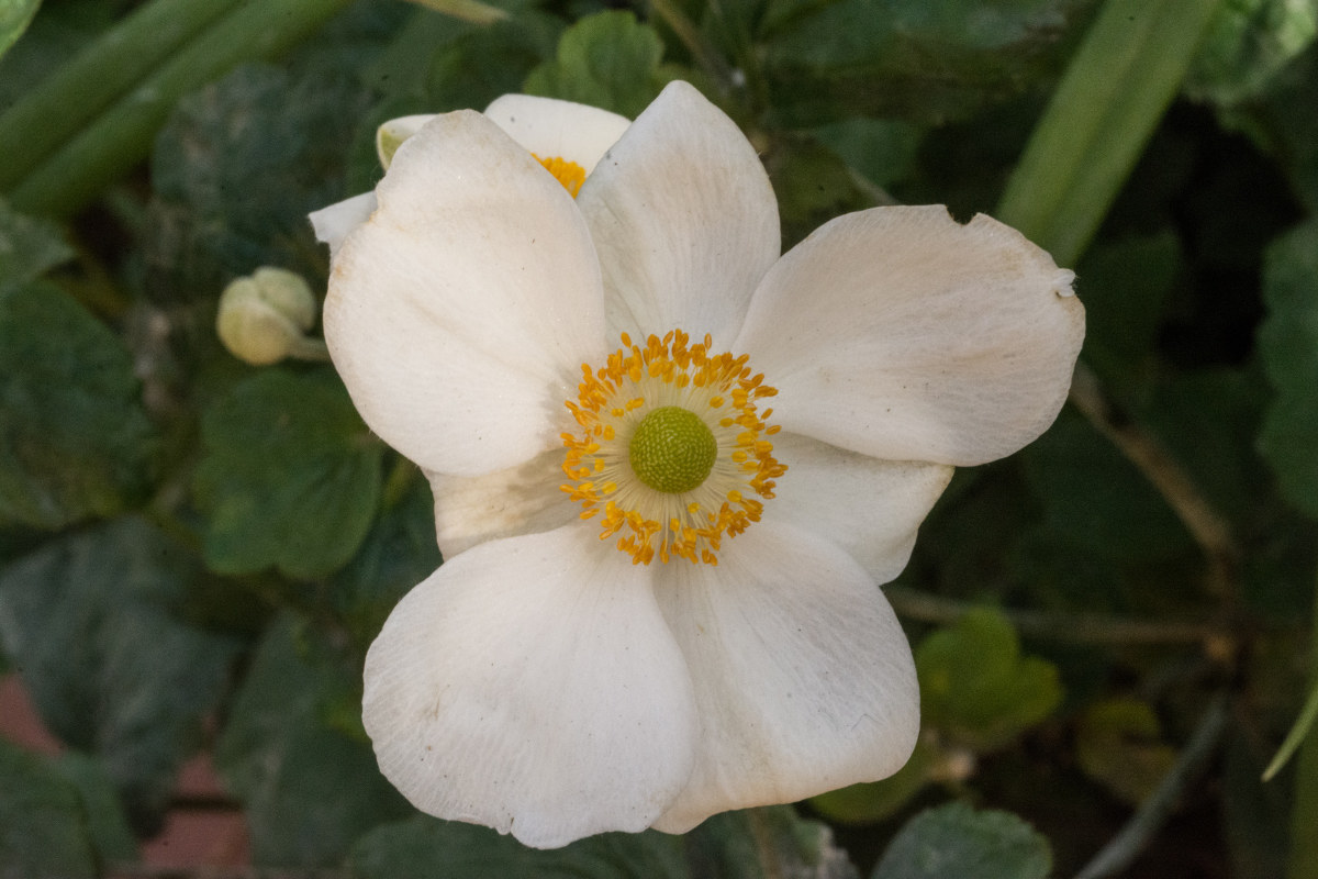 cromatismi nel giardino