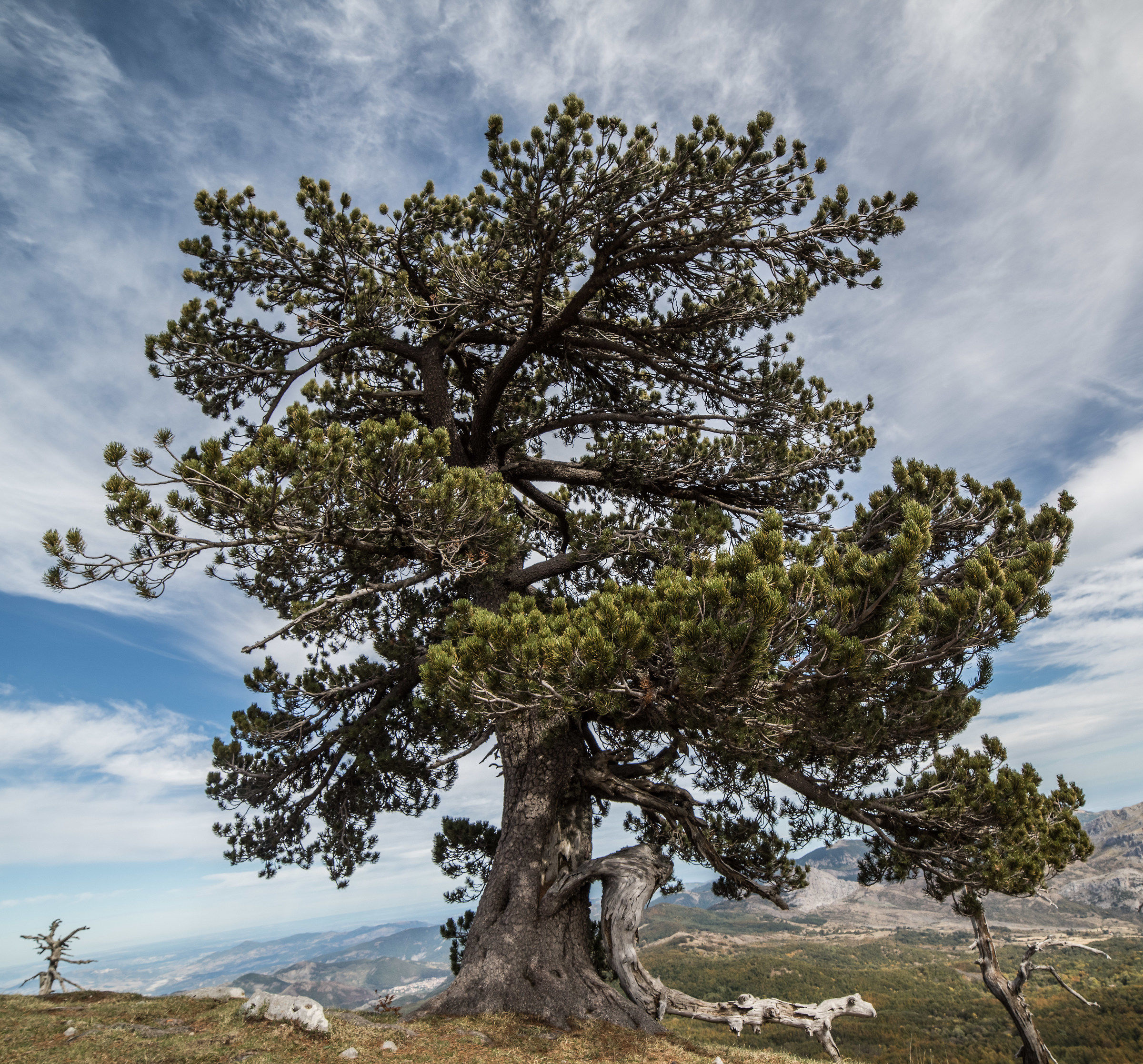Exemplary loric pine