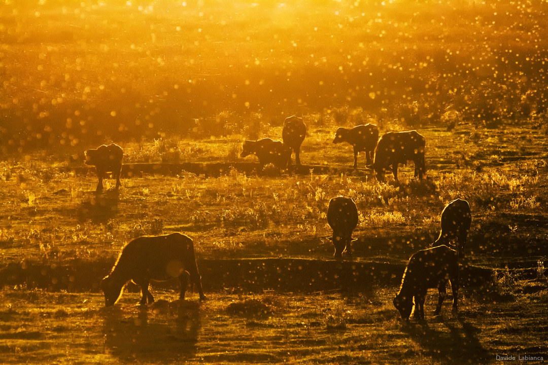 Rural scenery at dawn
