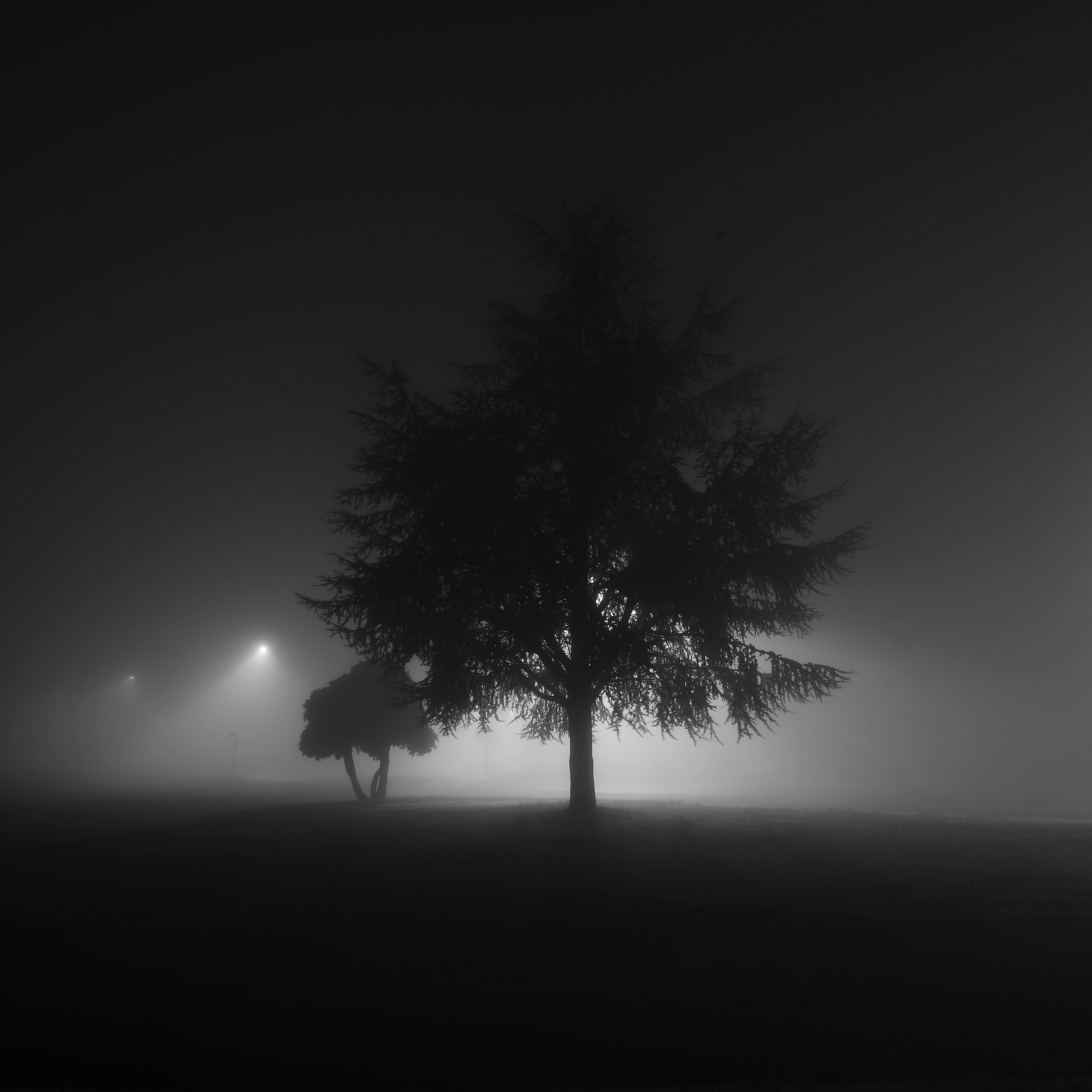 Tree with fog 01