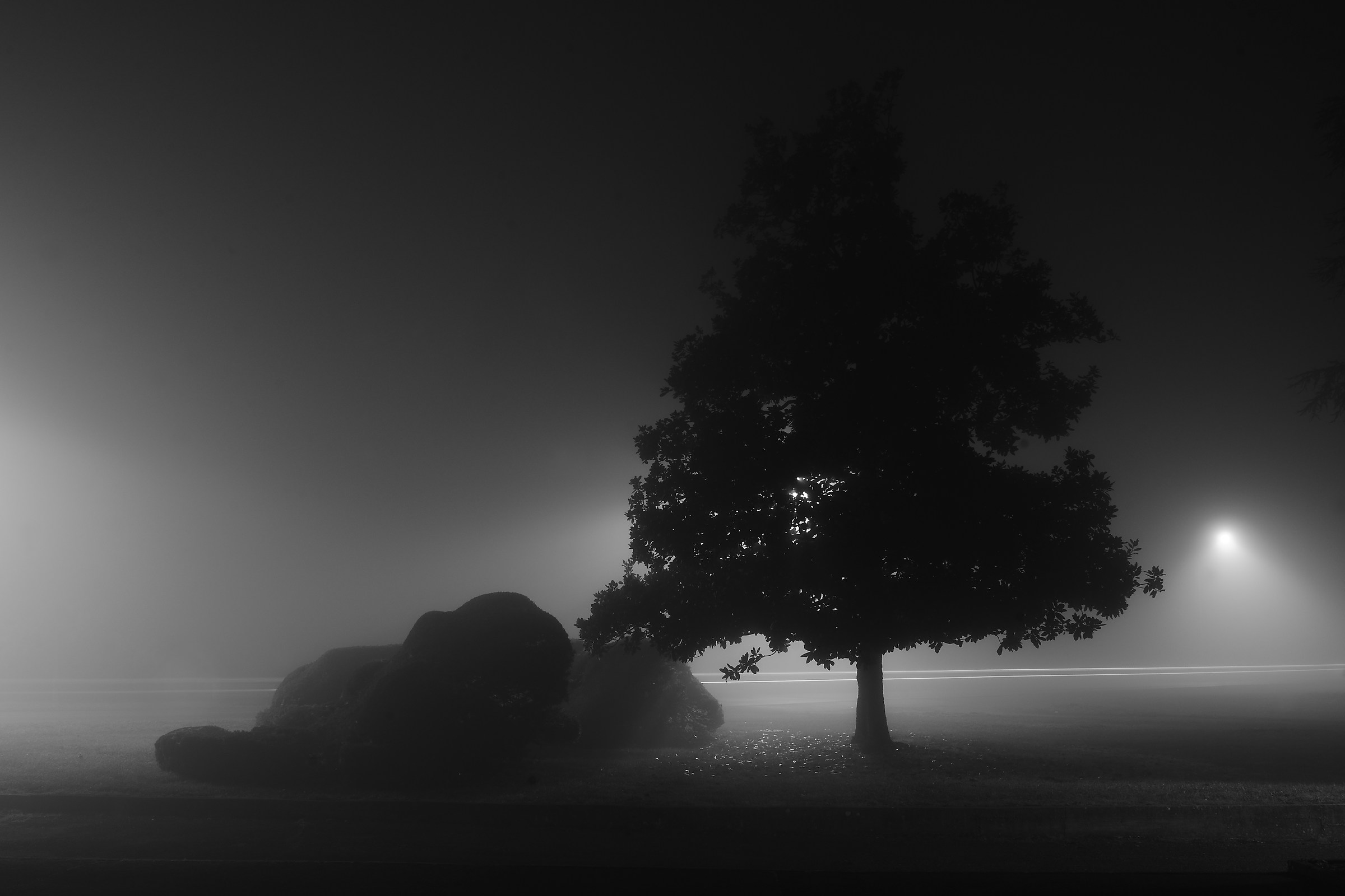 Tree with fog 02