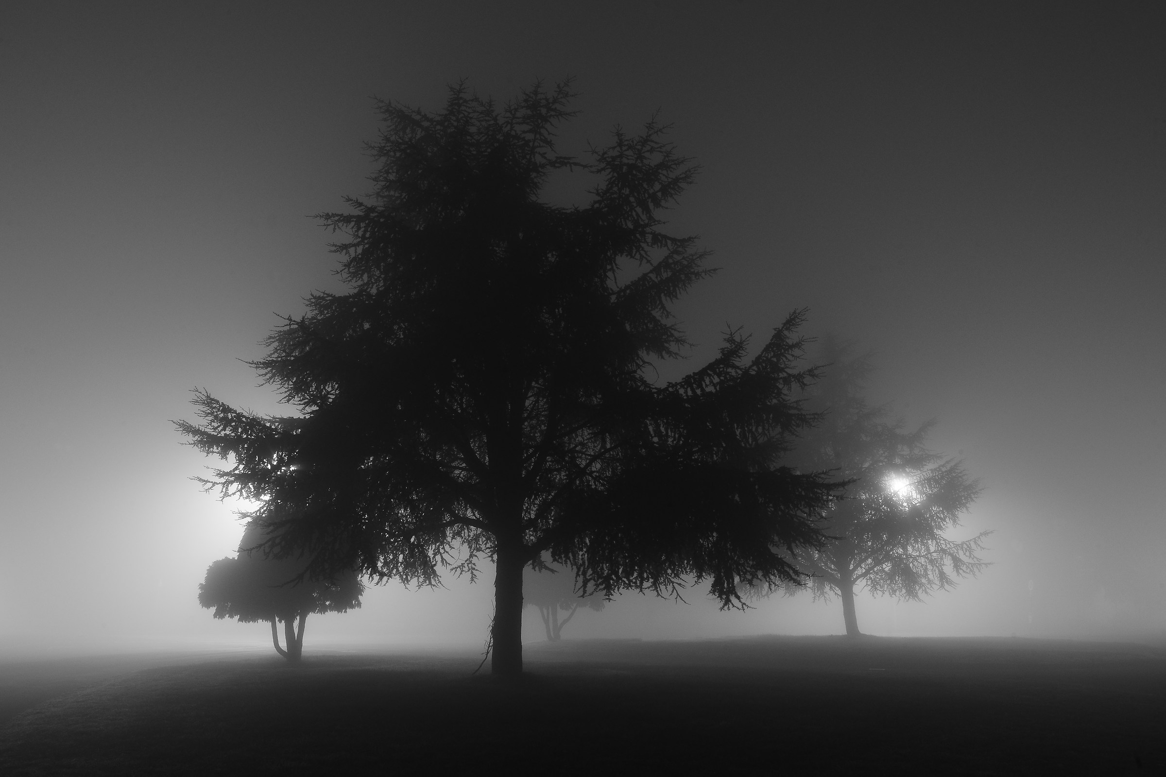 Tree with fog 03