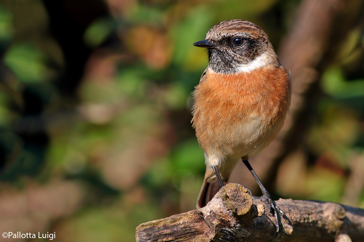 Saltpot (Saxicola torquata)