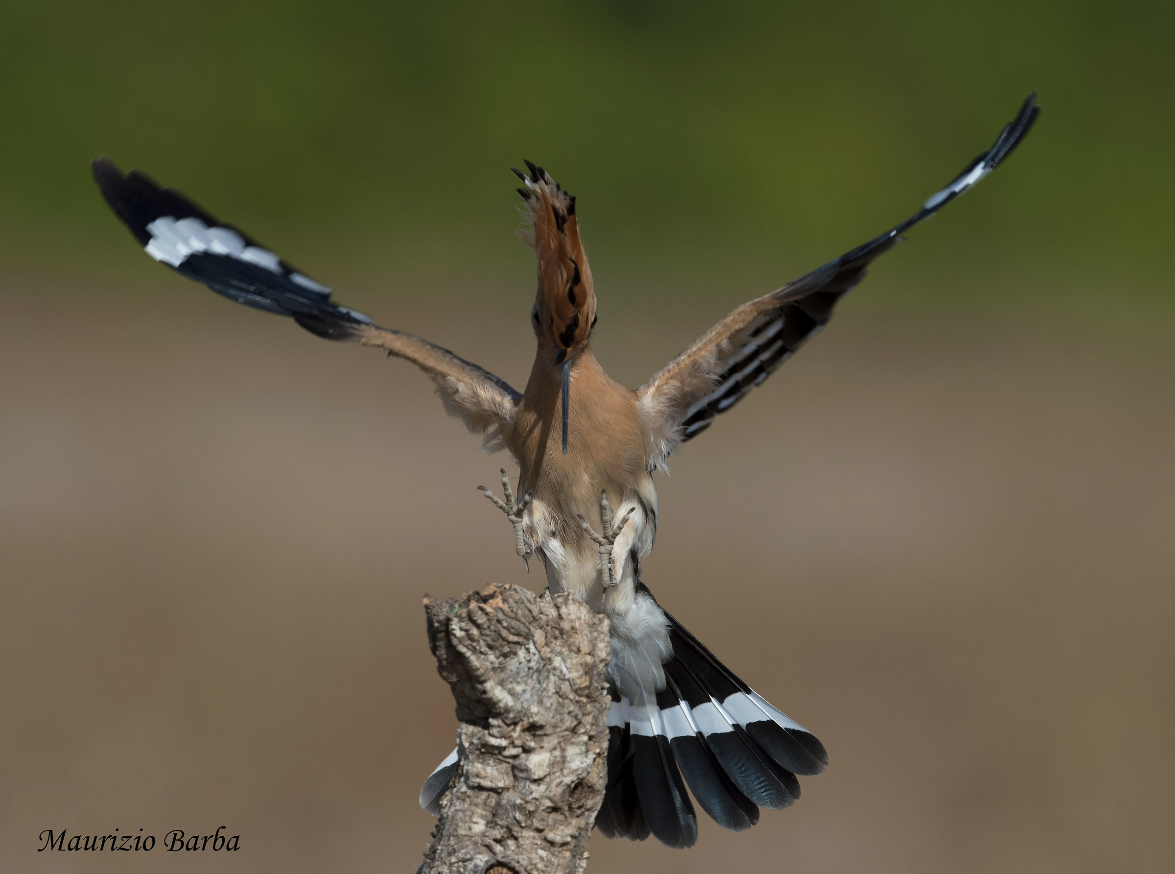 Hoopoe