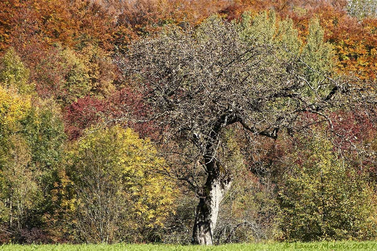 Una e mille sfumature