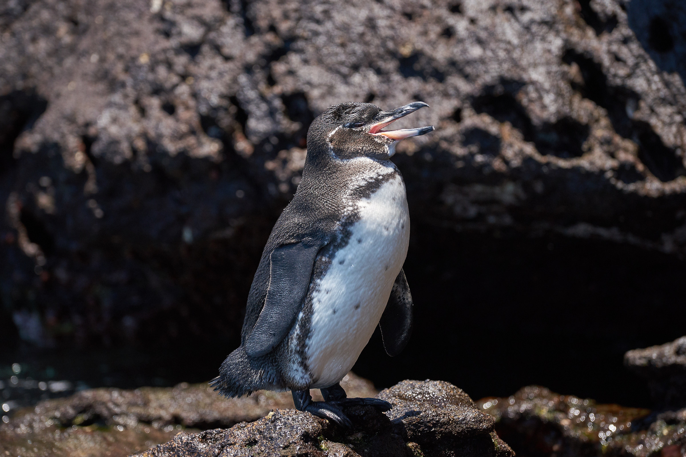 Pinguino delle Galapagos