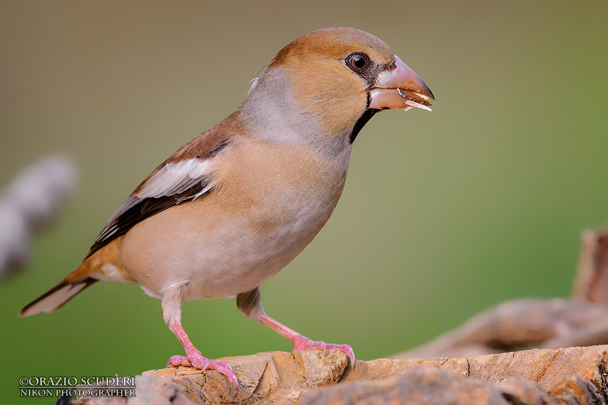 Coccothraustes coccothraustes