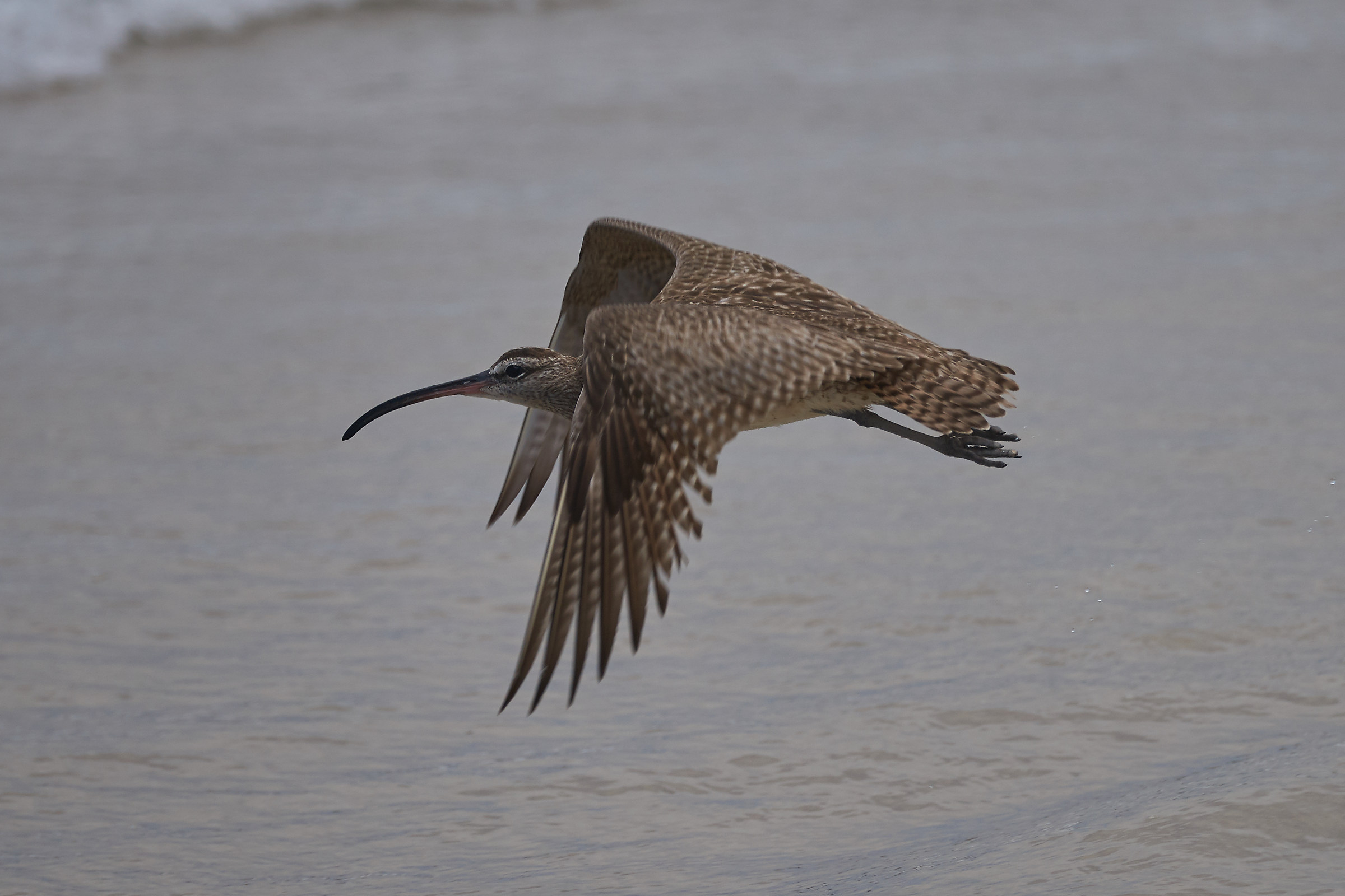 Curlew