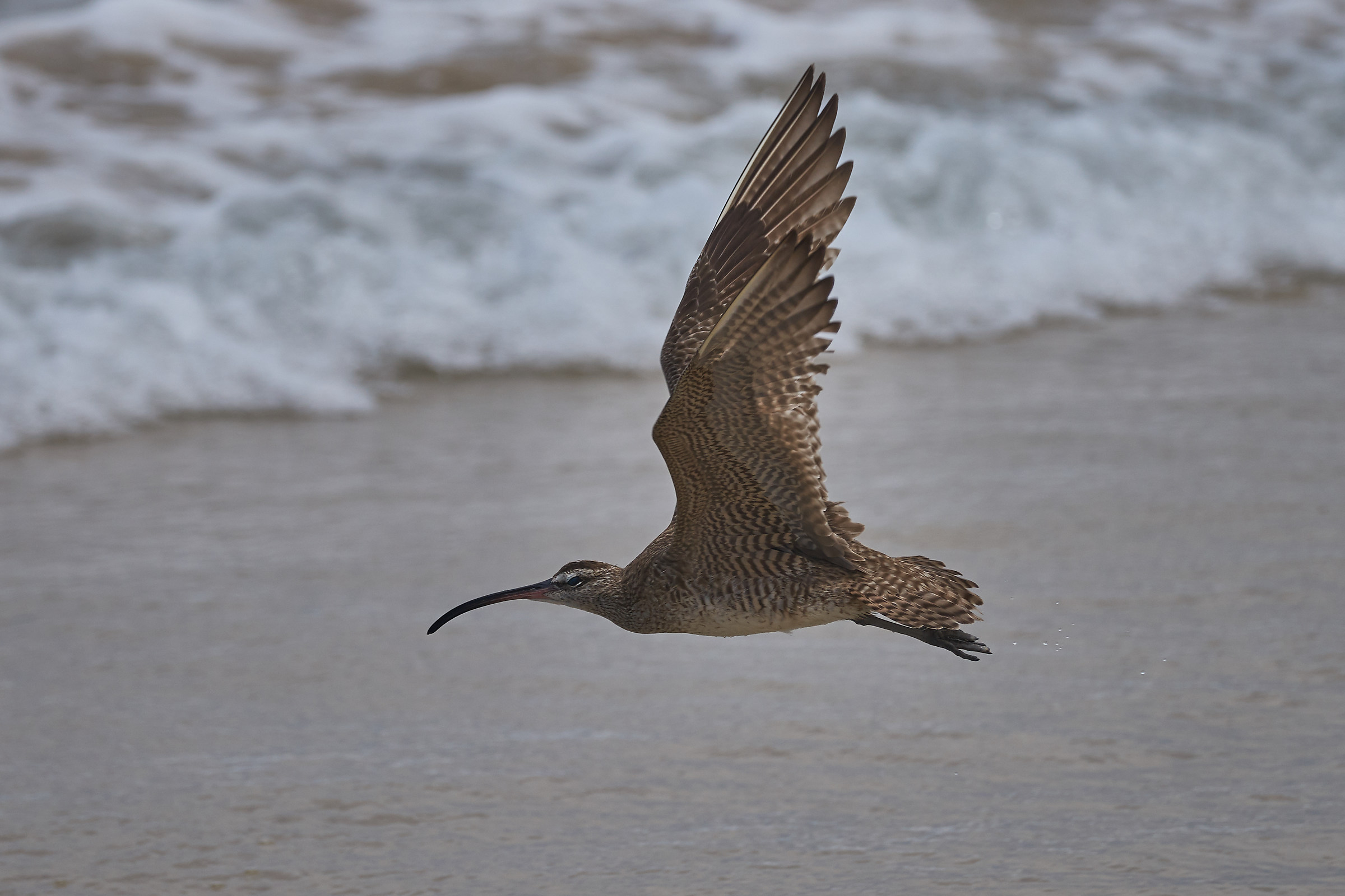 Curlew