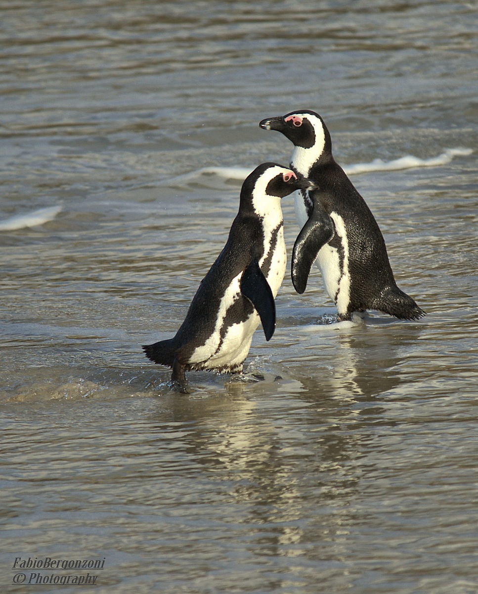 Vai tranquillo che oggi è un brodo...