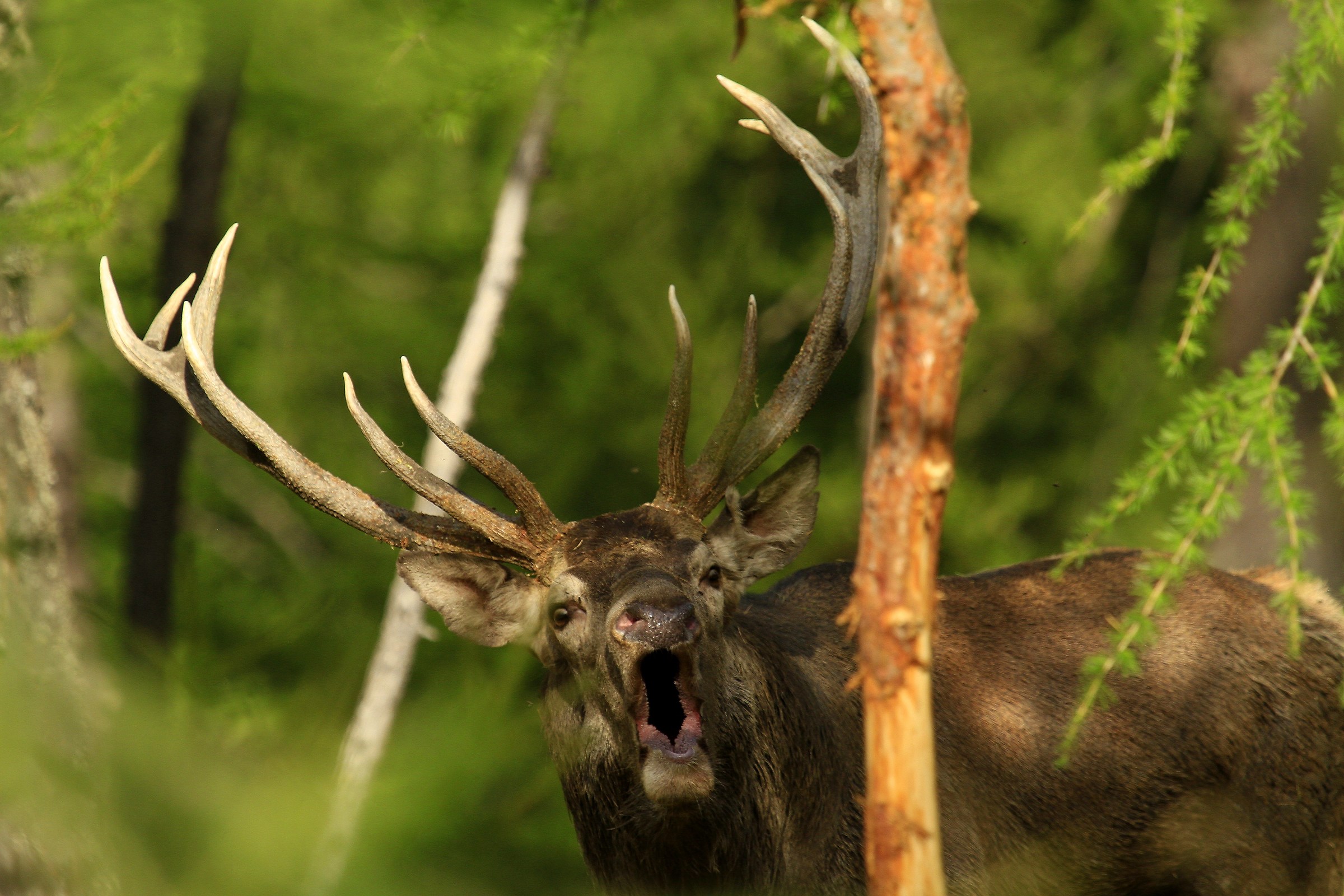 I'm a bush and you do not see me ...