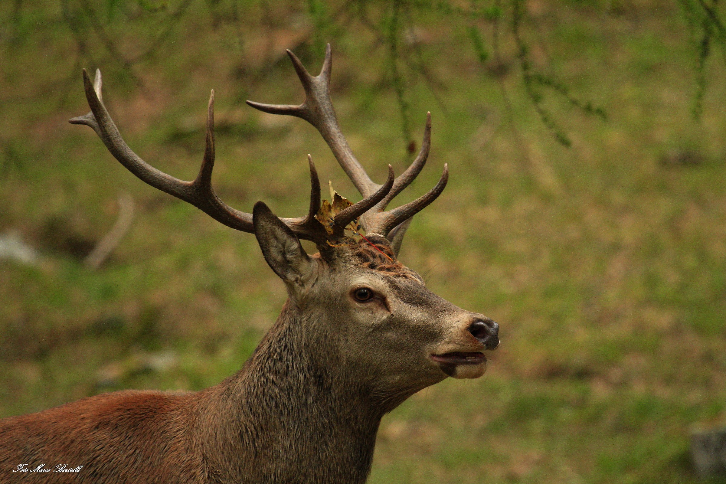 I camouflage you so you do not see me !!