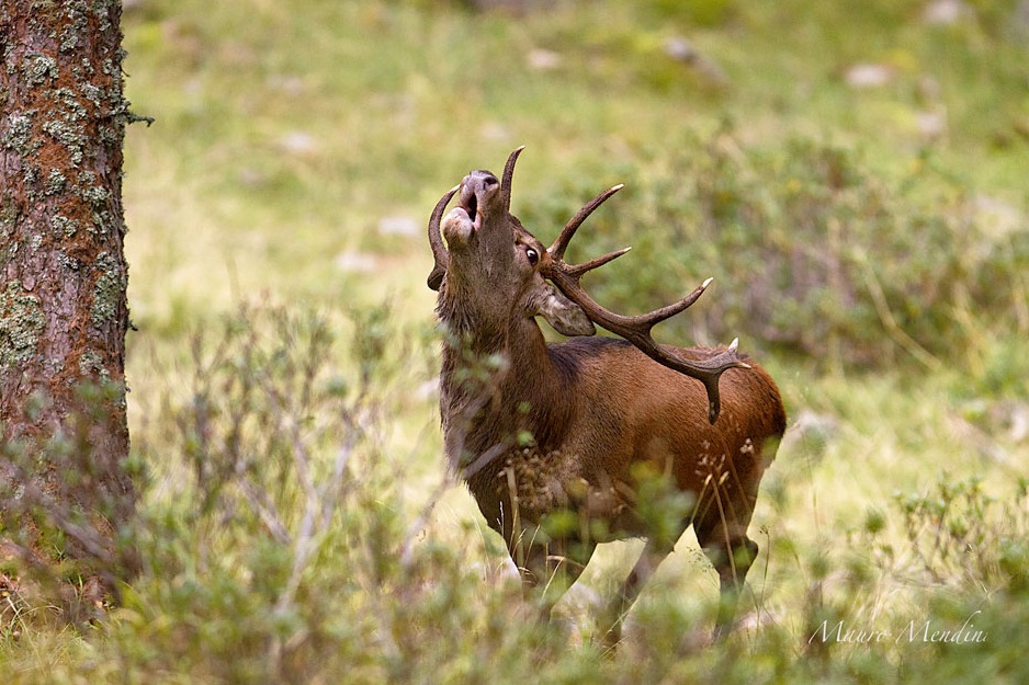 Approaching, salt adrenaline