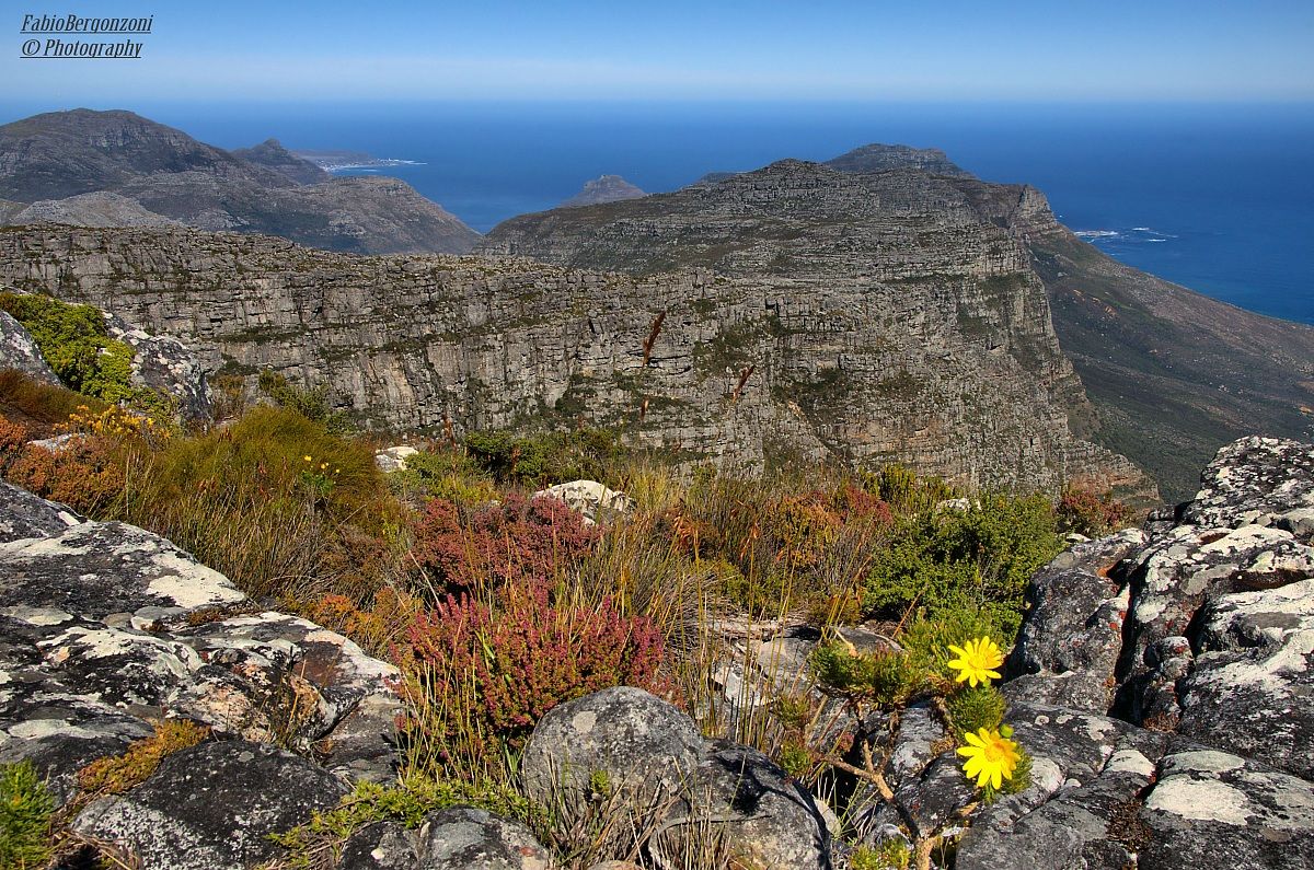 Flora della table mountain