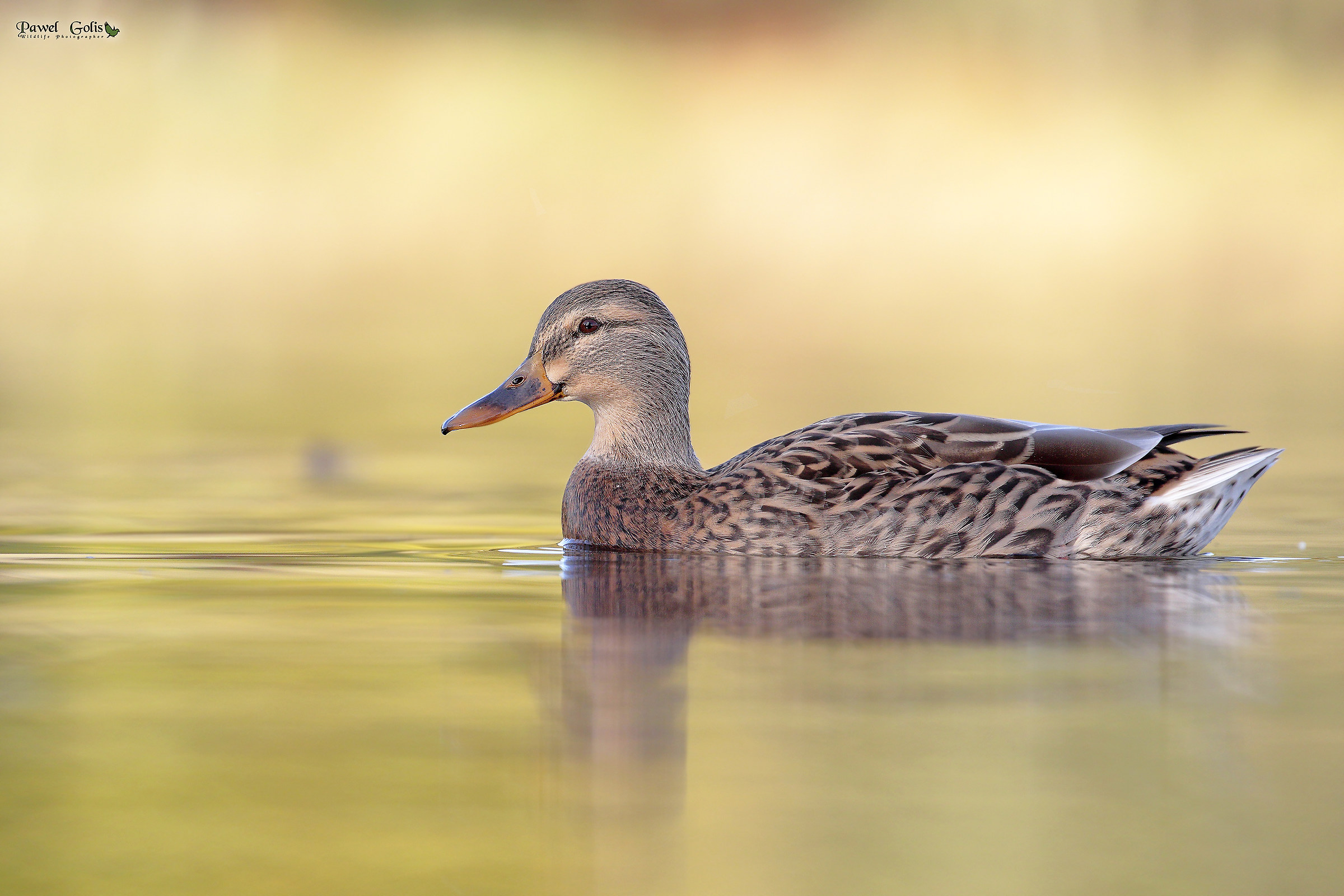 The mallard (Anas platyrhynchos)