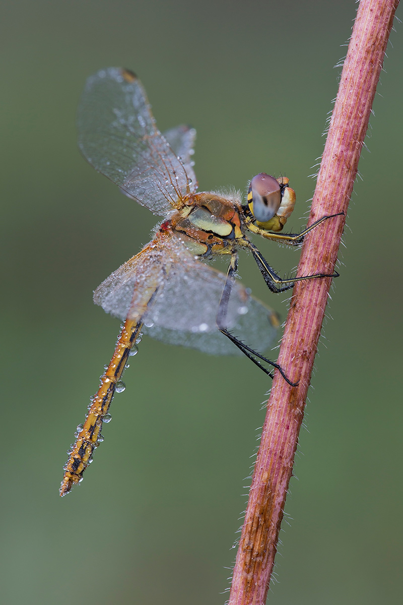 Sympetrum and dewdrops