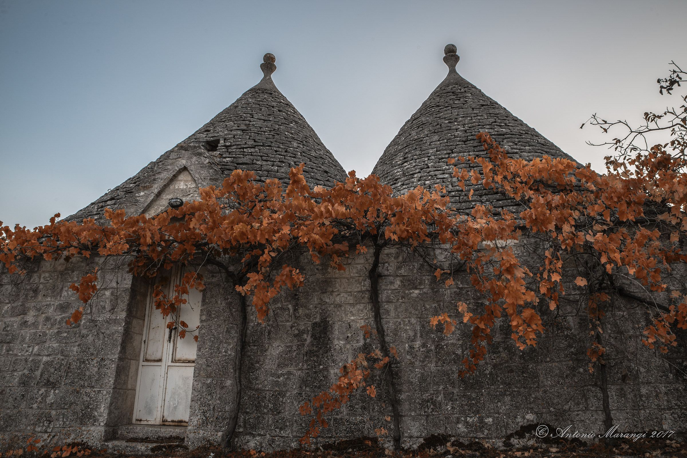 Foliage on trulli