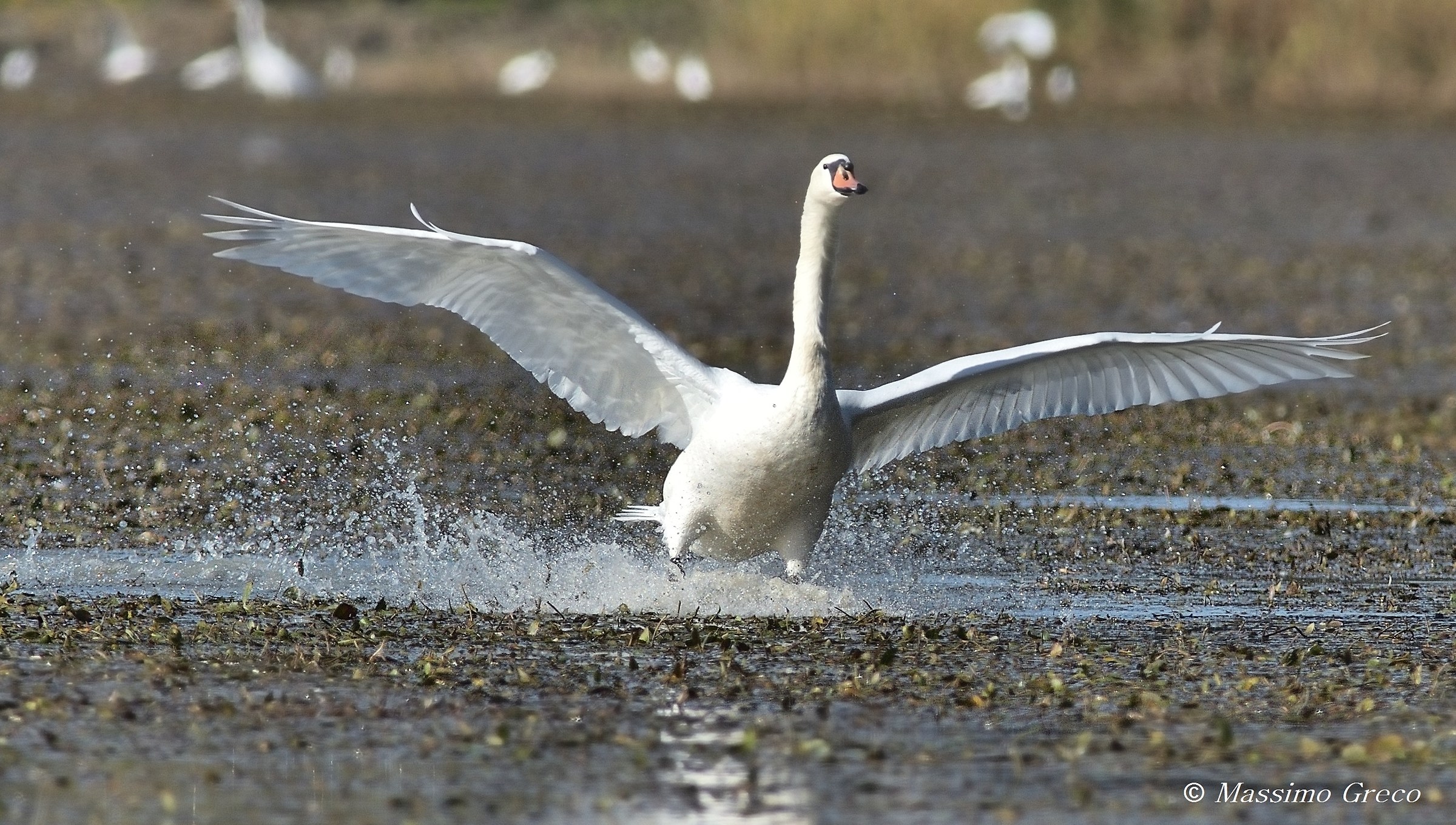 Cigno reale in atterraggio