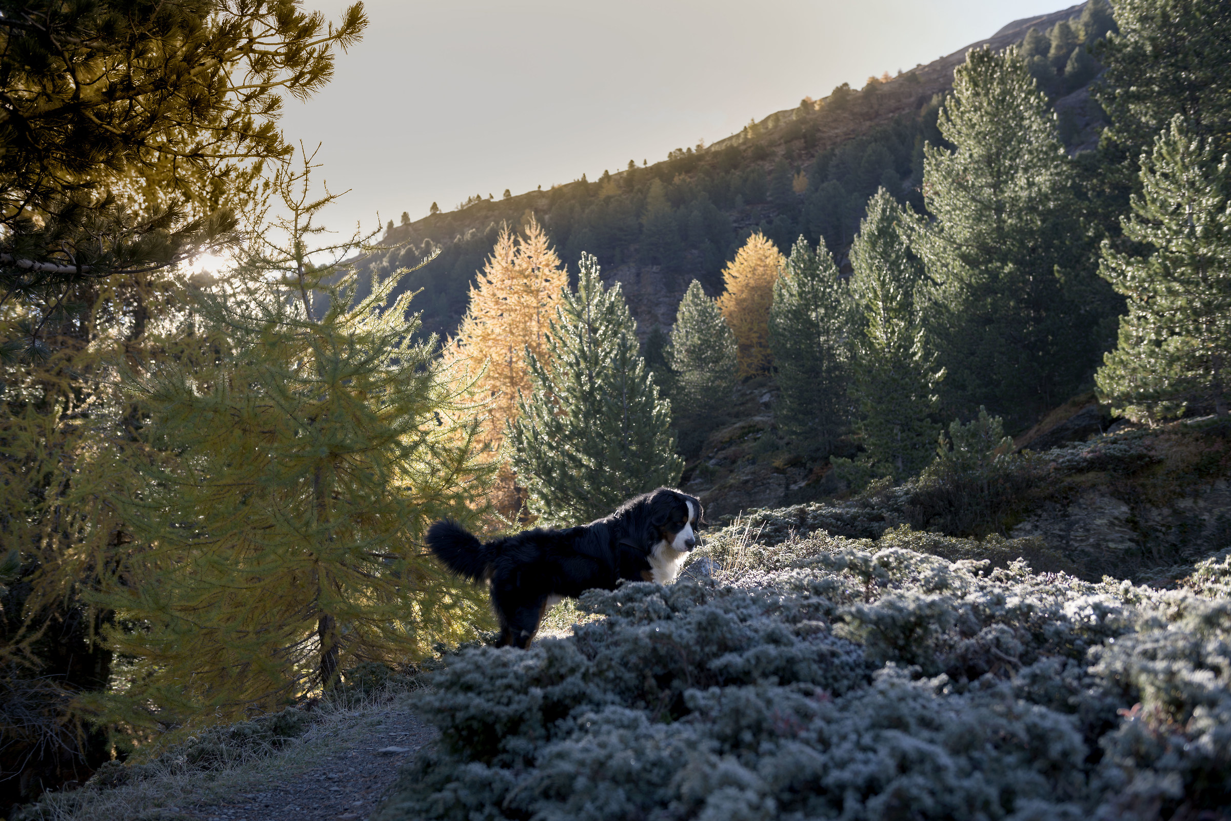 Autumn with frost and sun