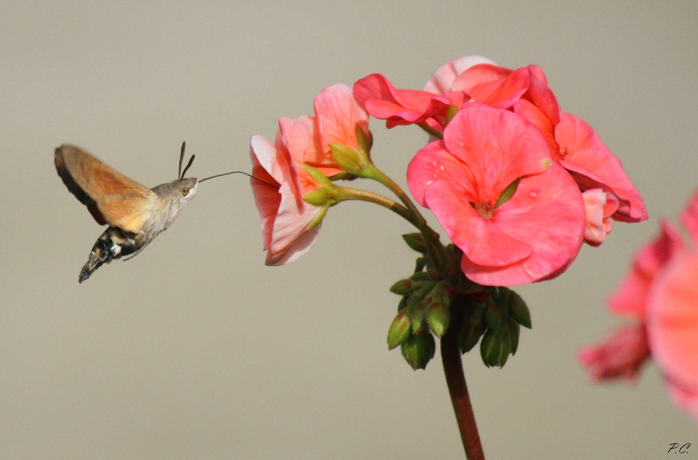 macroglossum stellatarum