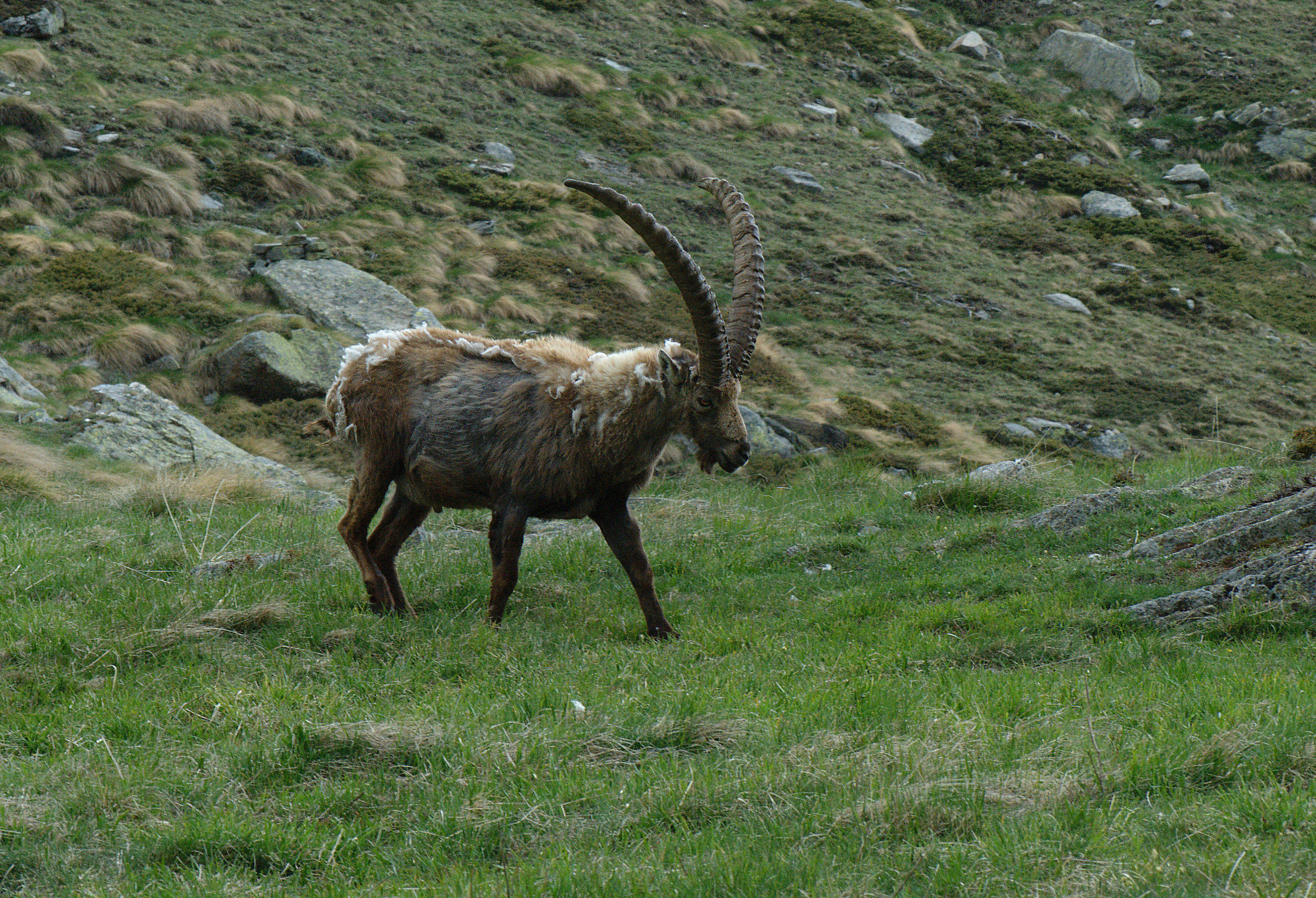 Ibex
