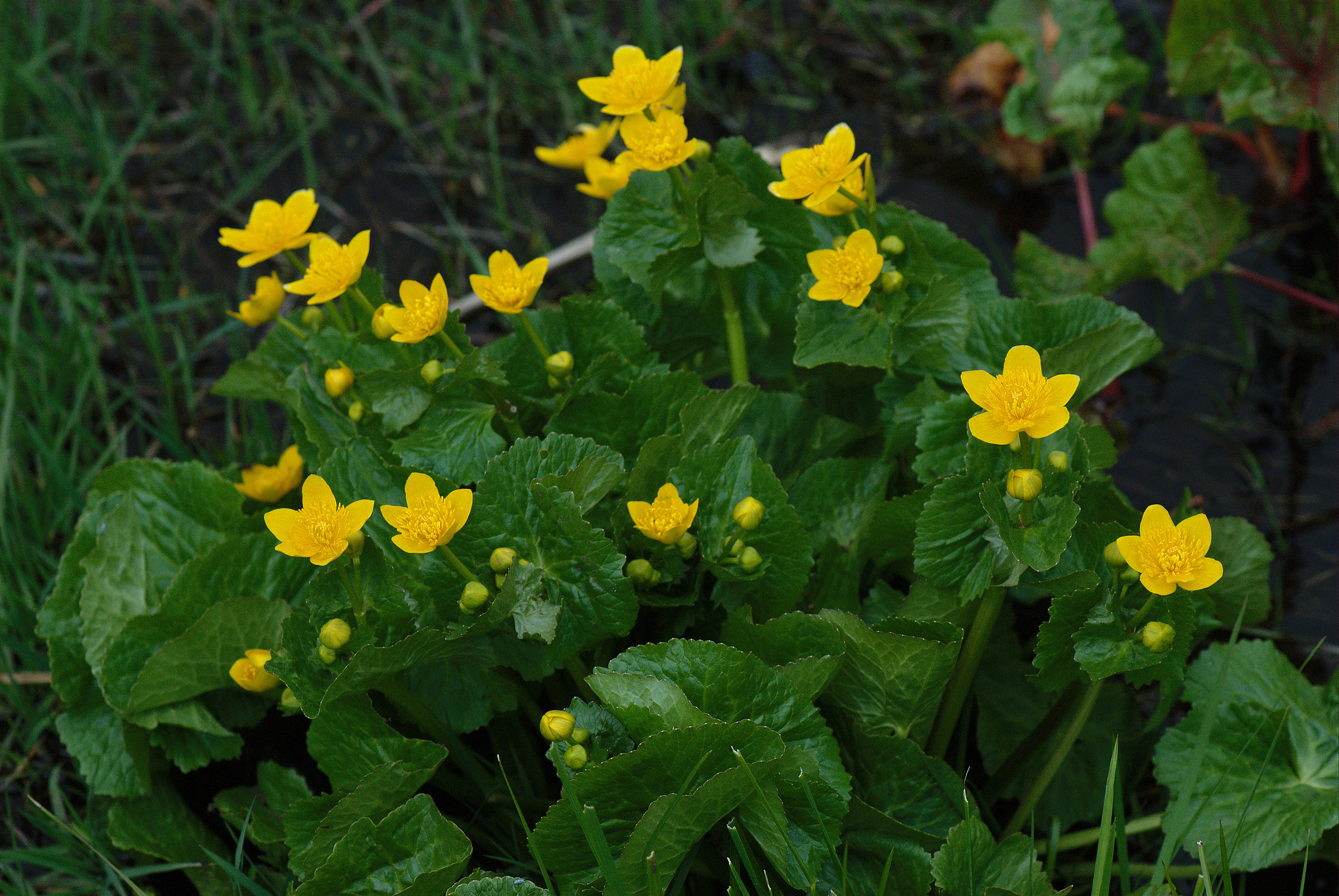 Caltha palustris