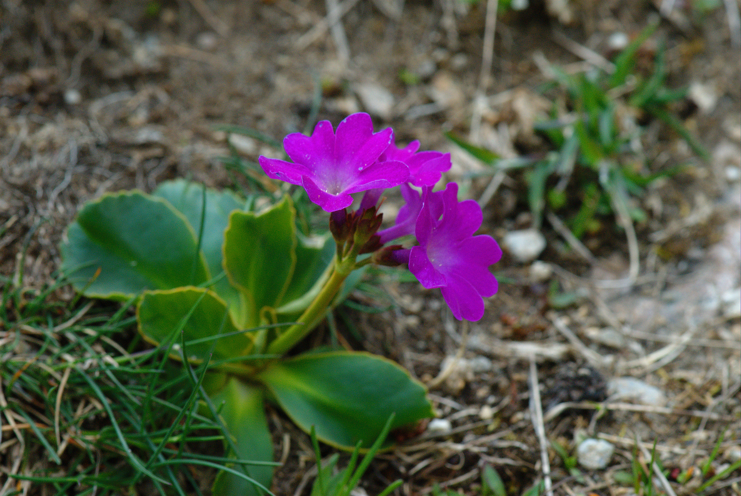 Primula hirsuta