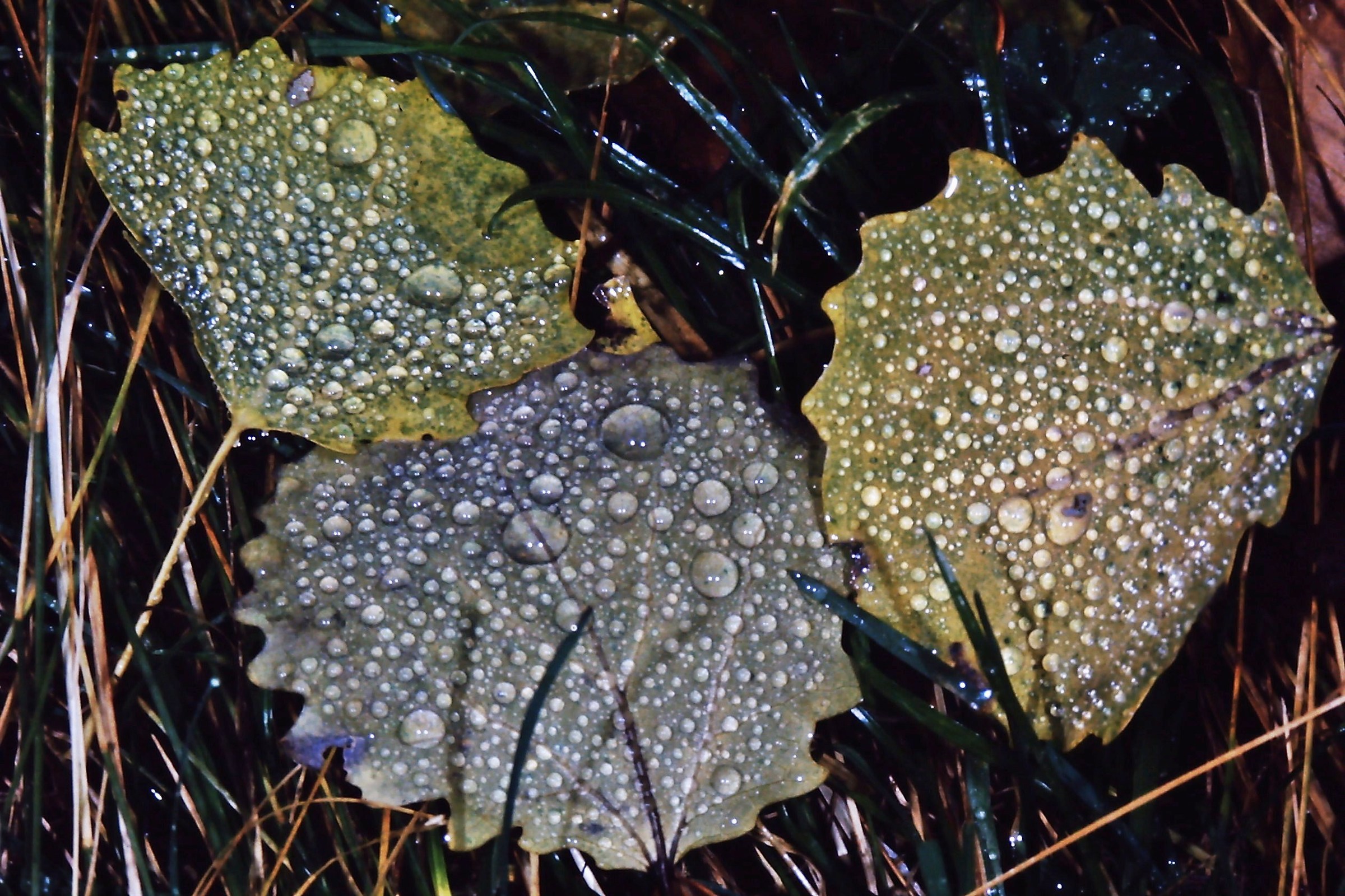 734 - le tre sorelle eran senza ombrelle