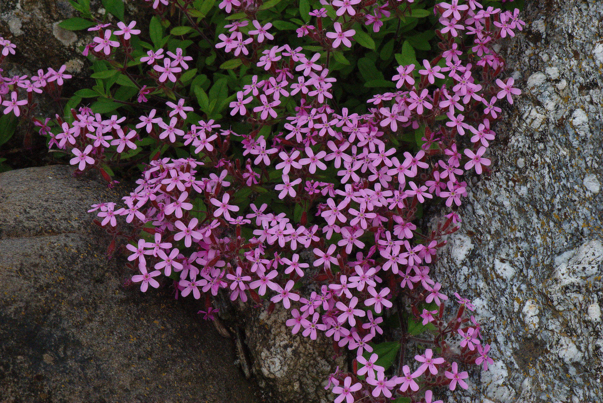 Saponaria