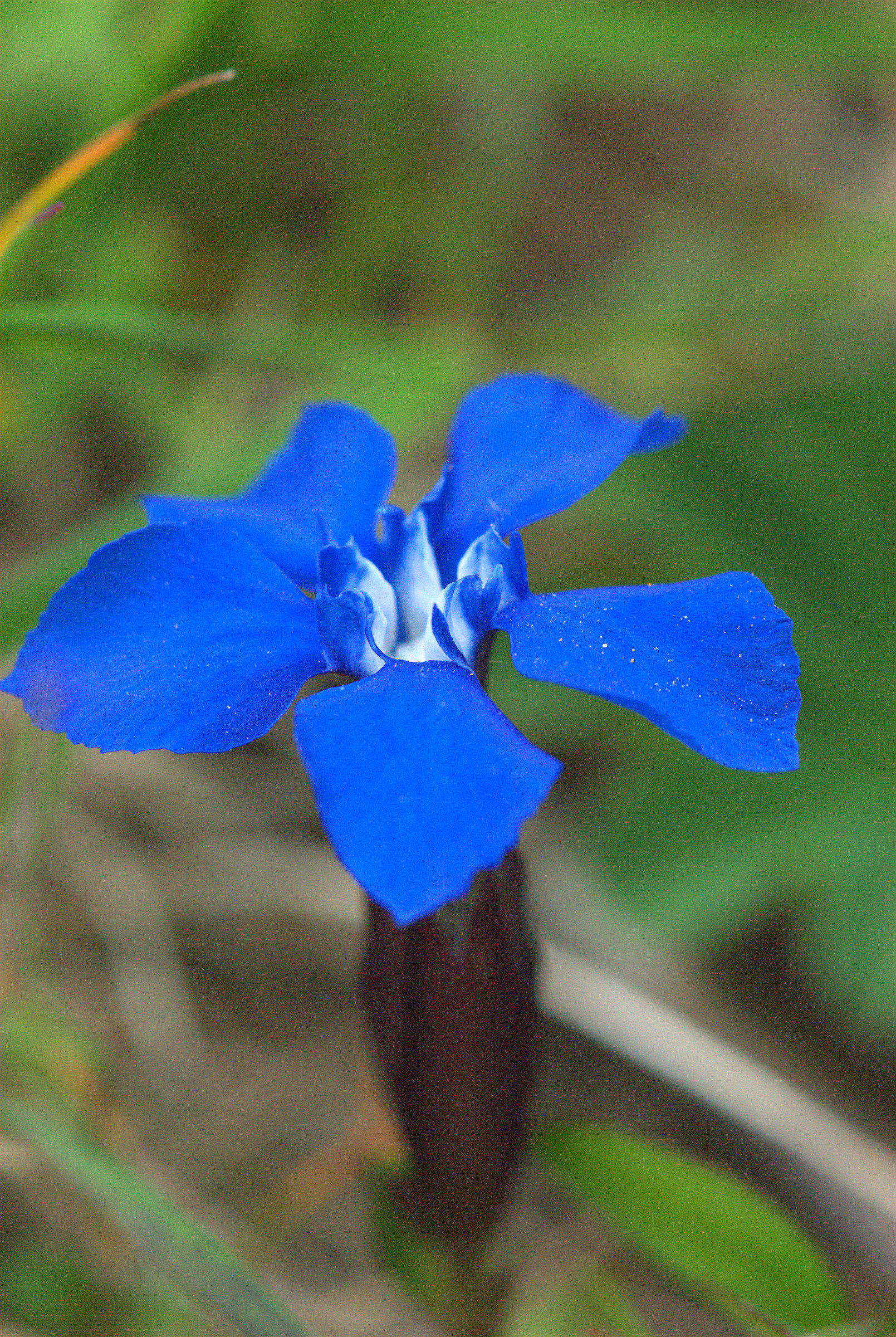Gentian