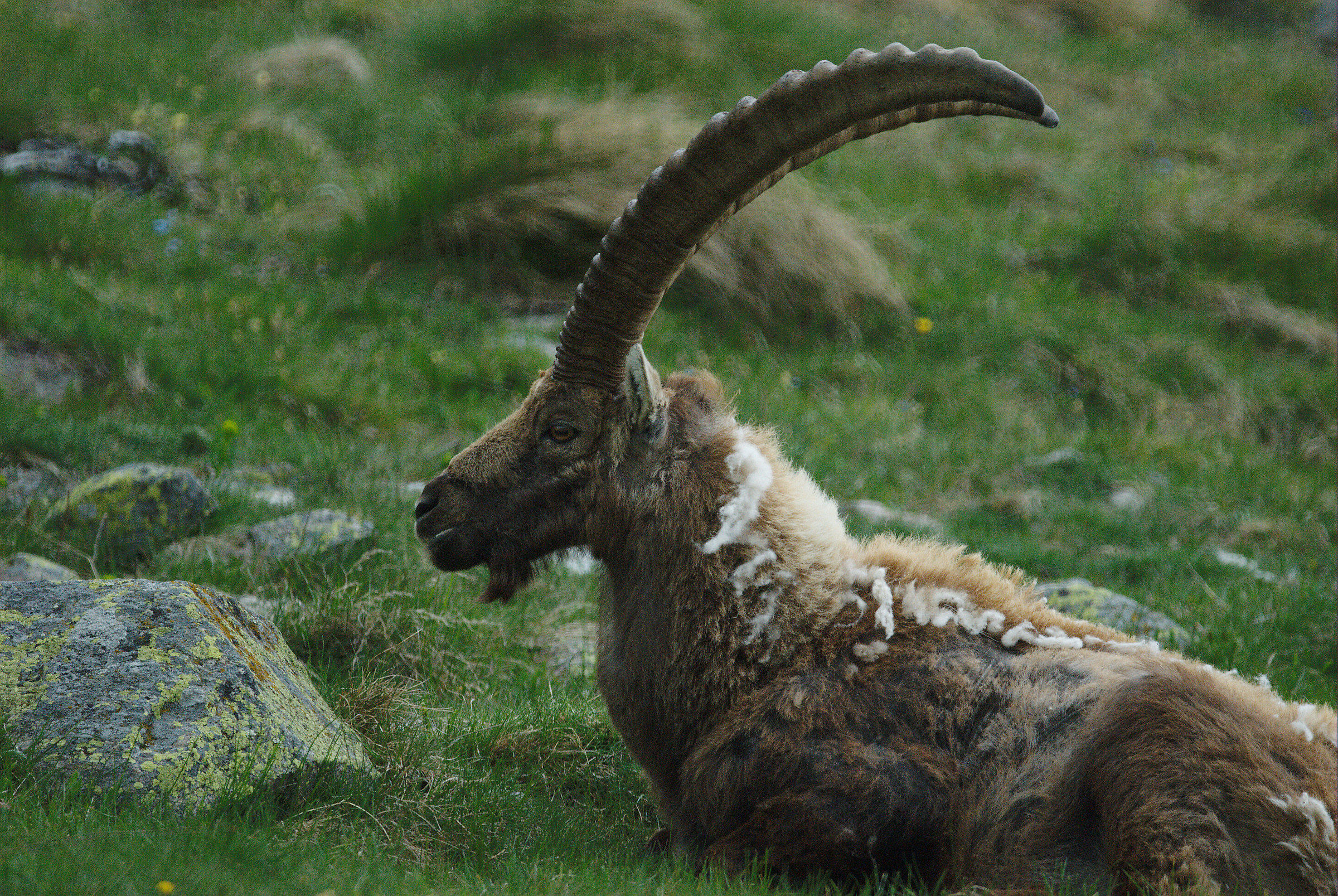 Ibex