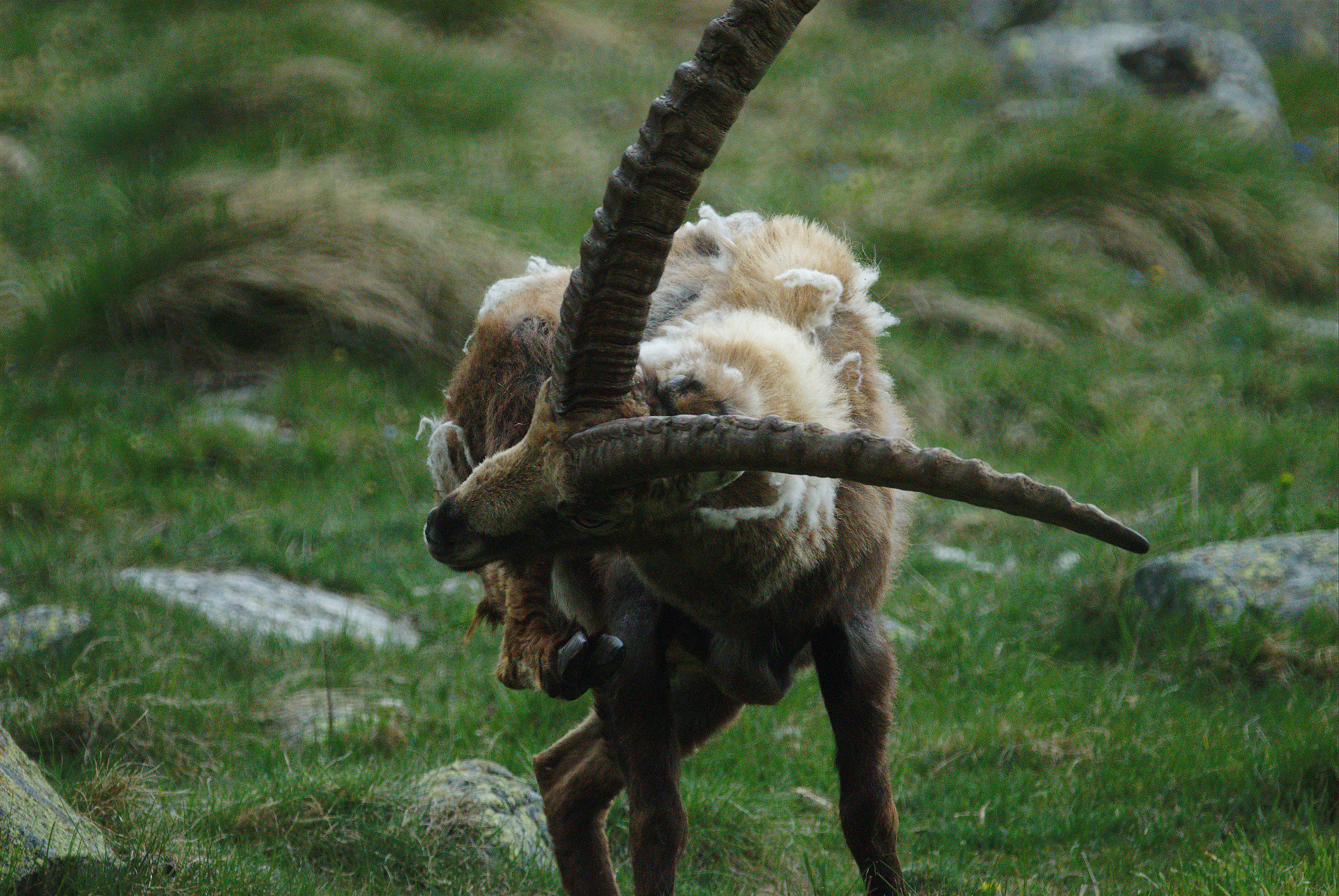 Ibex