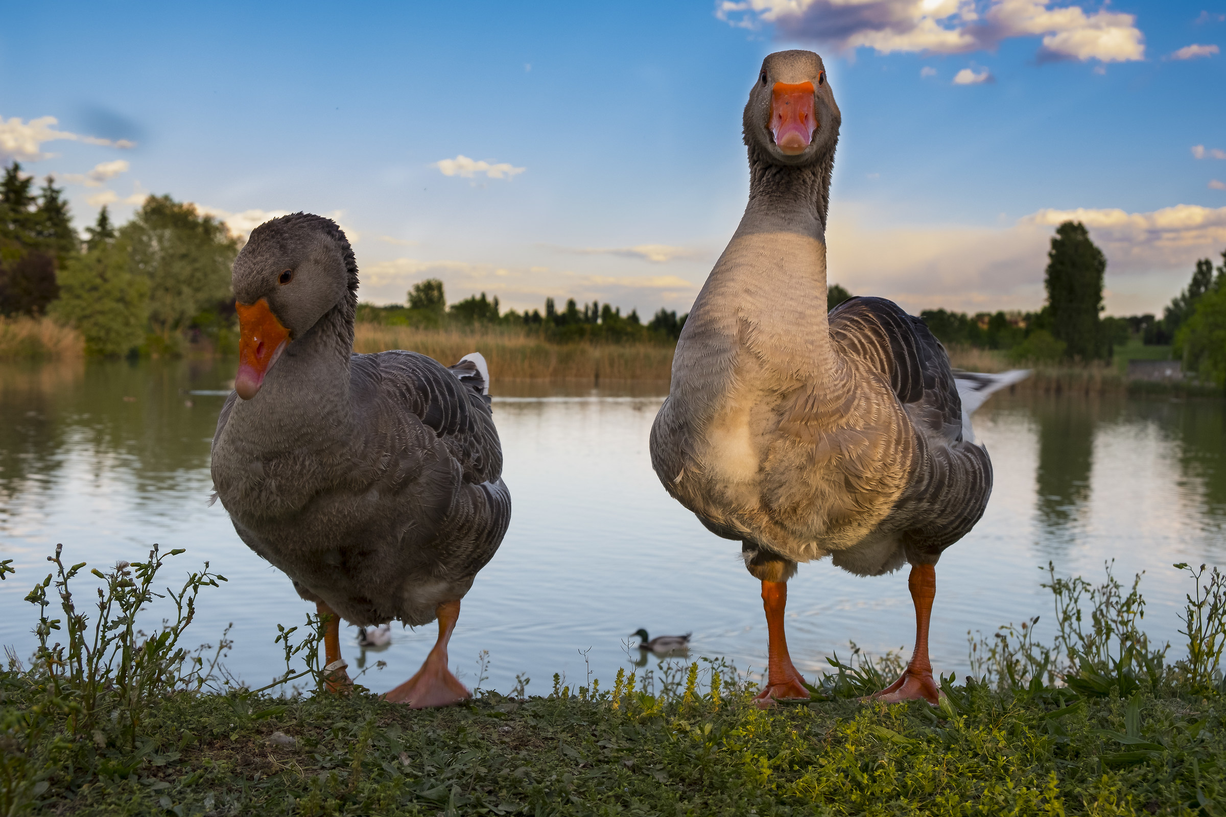 goose of toulouse