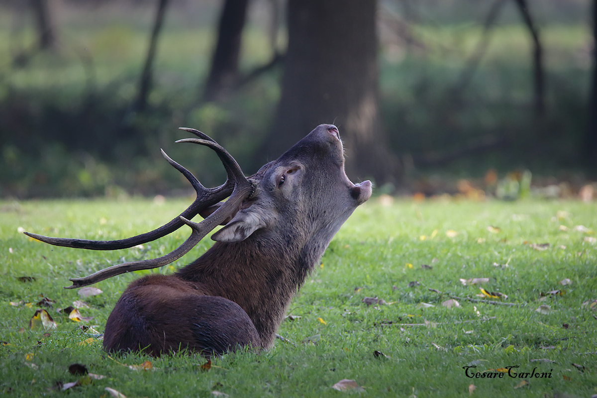 cervo (cervus elaphus)