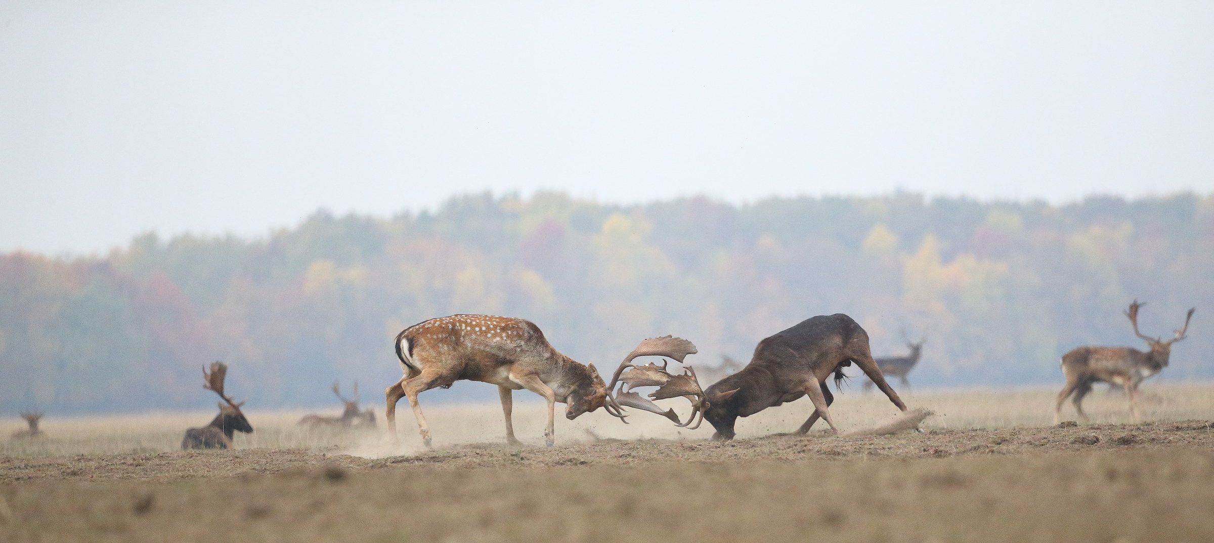 Fallow deer (Dama dama) fighting