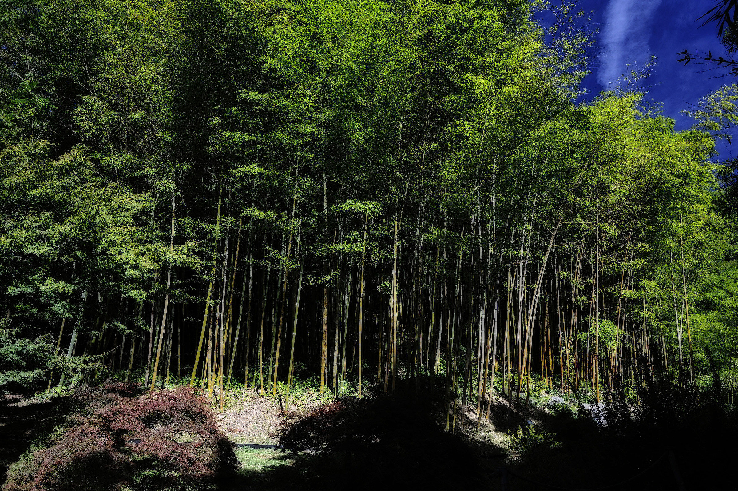 bamboo of taranto villa