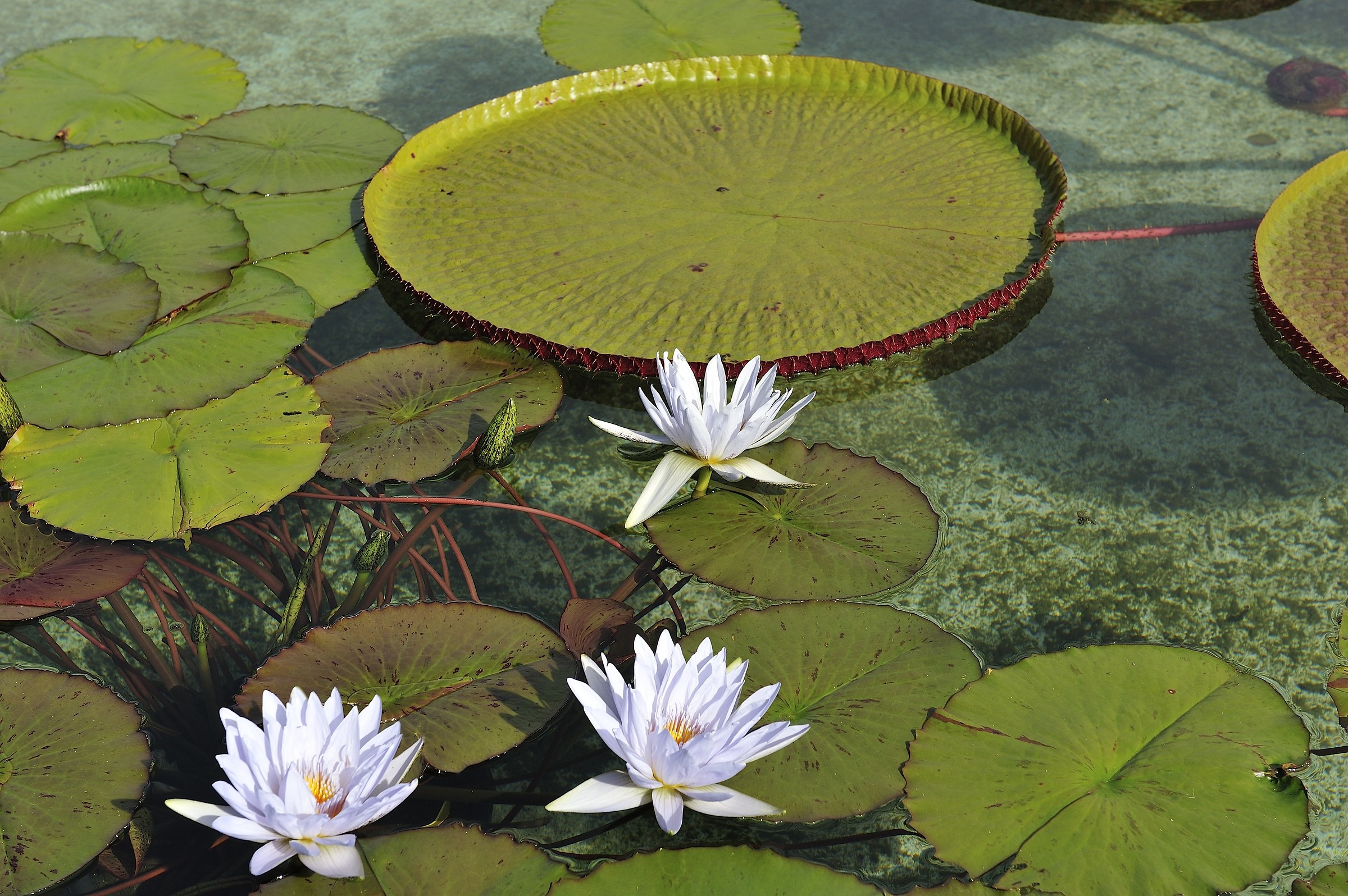 the taranto water lilies
