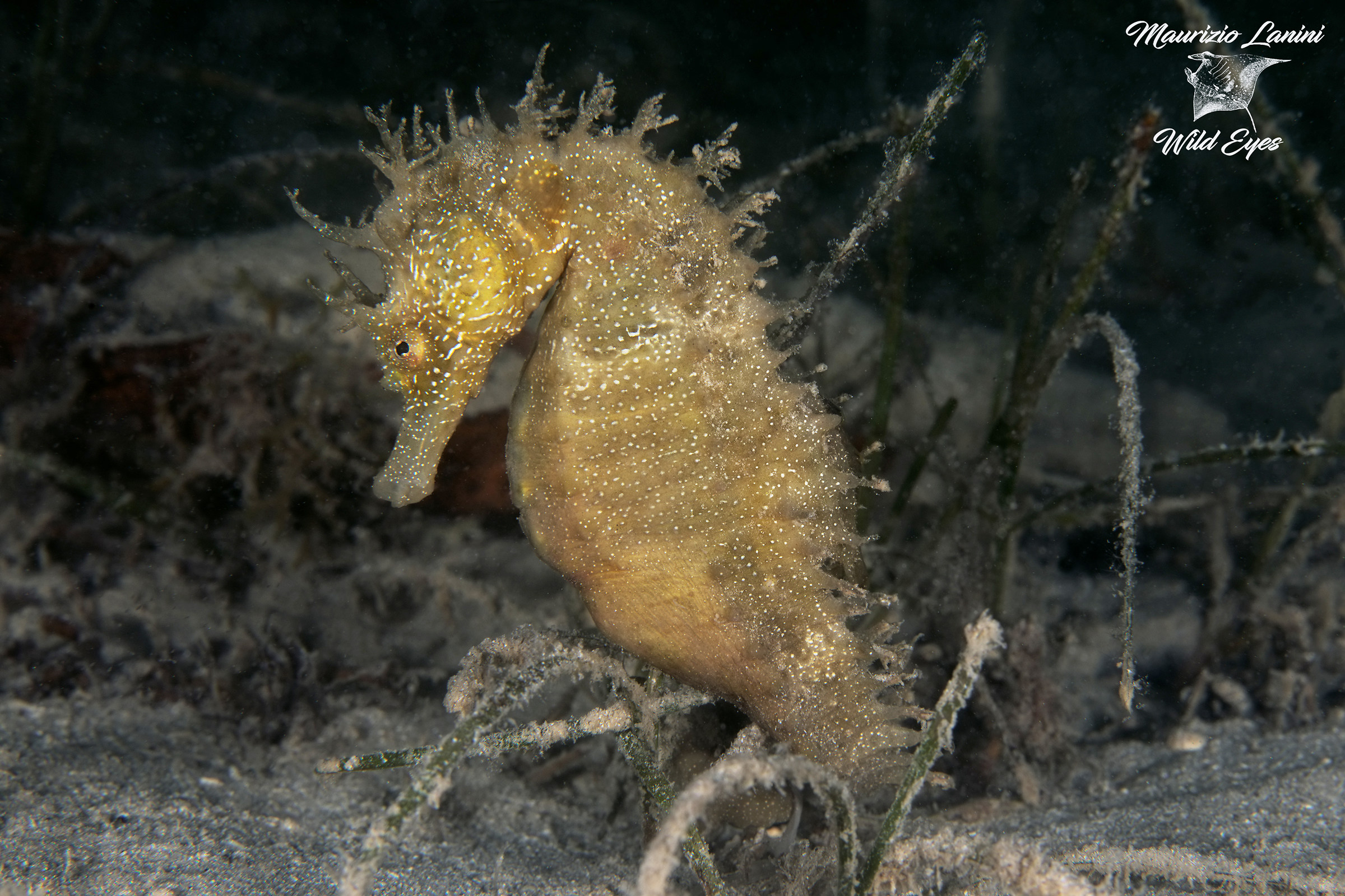 Seahorse