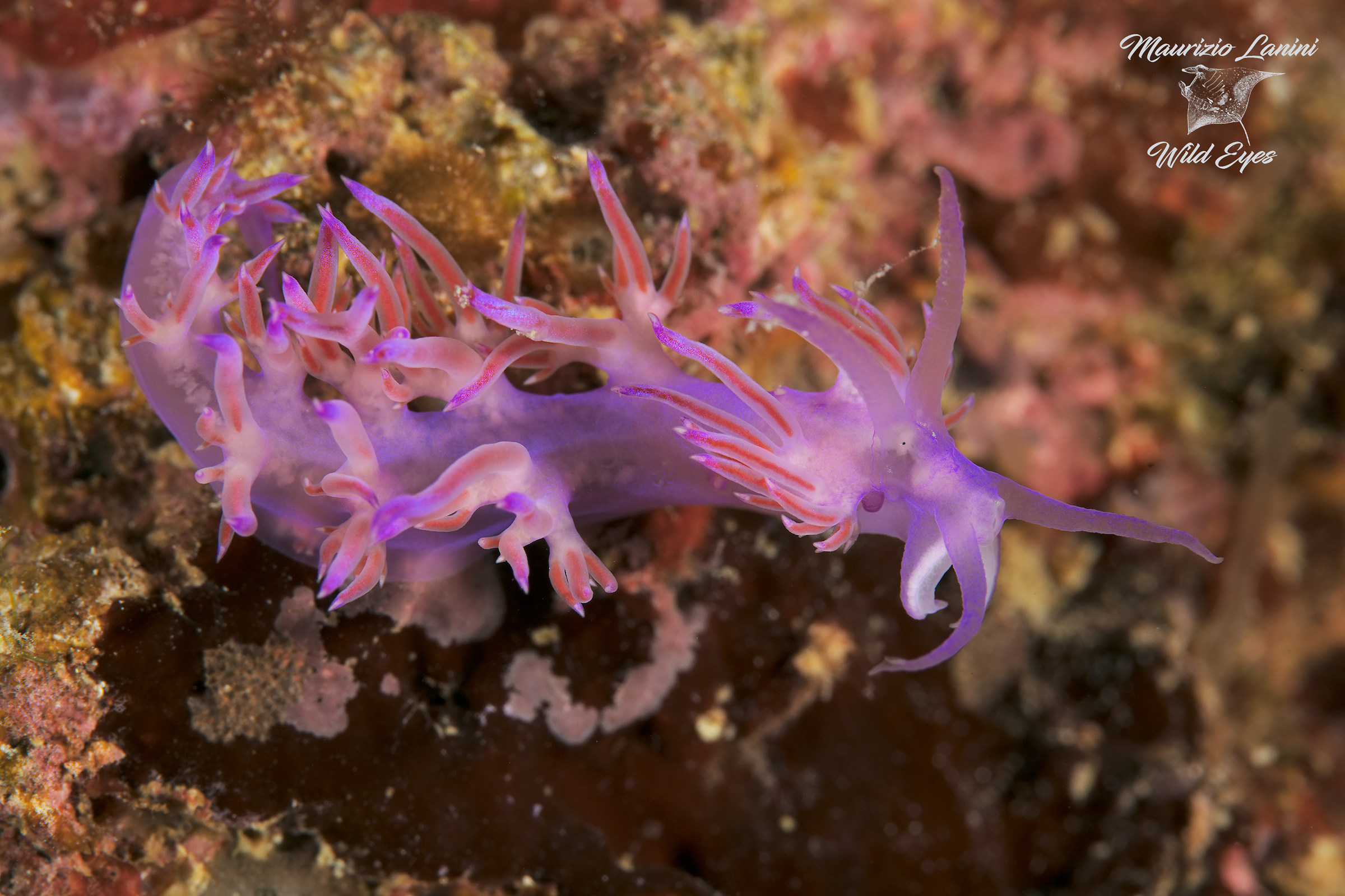 Nudibranco Flabellina