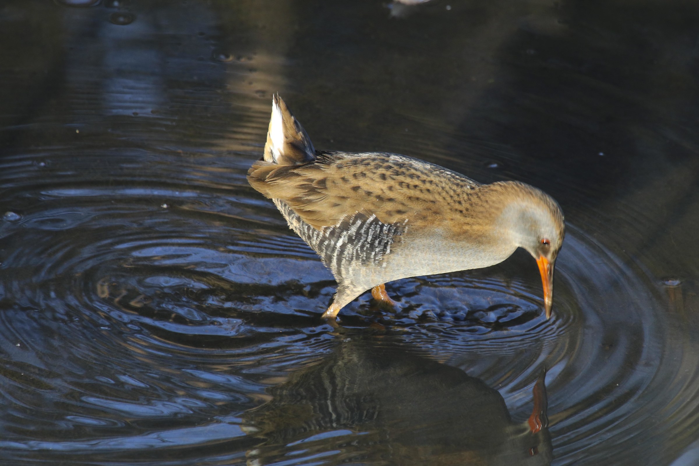 Water Rail