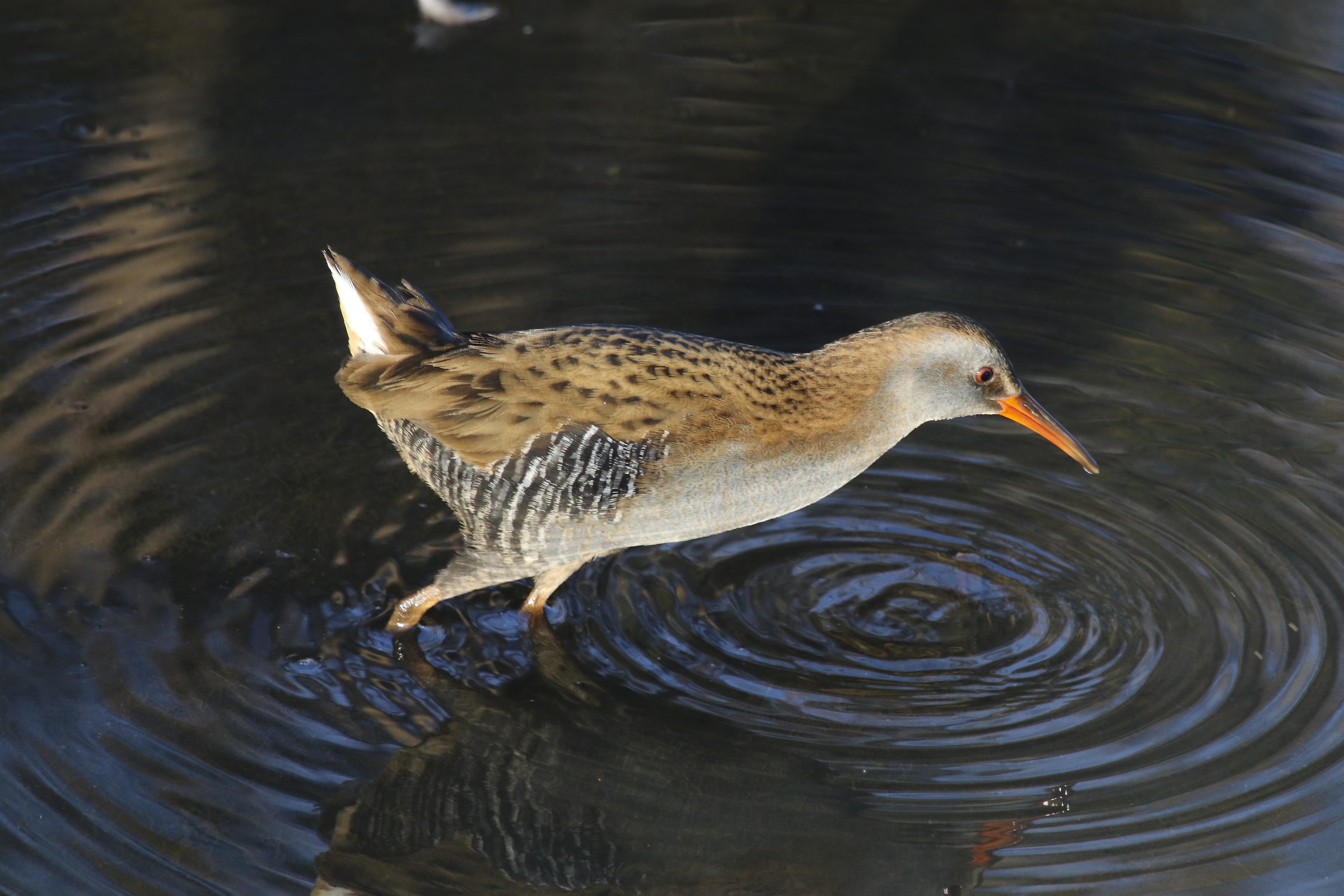 Water Rail