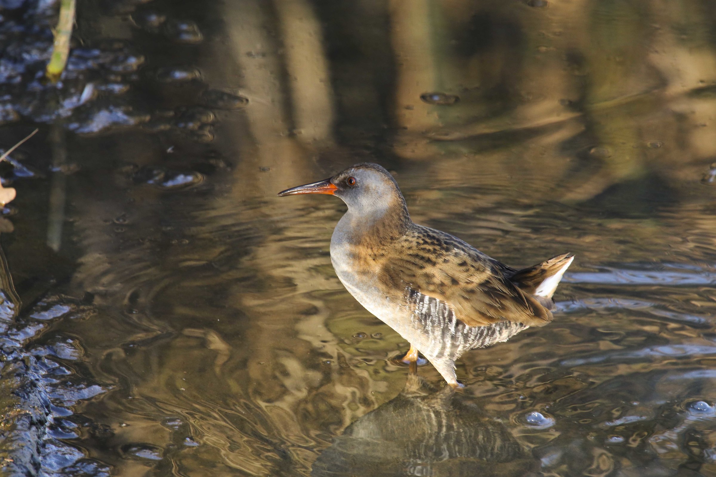 Water Rail