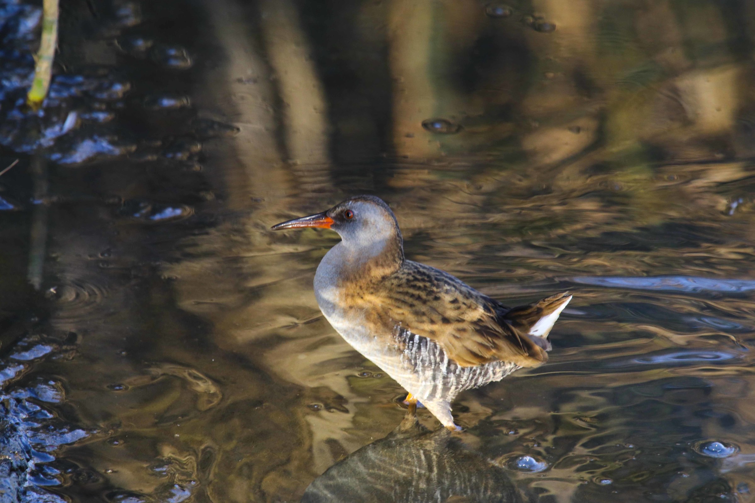 Water Rail