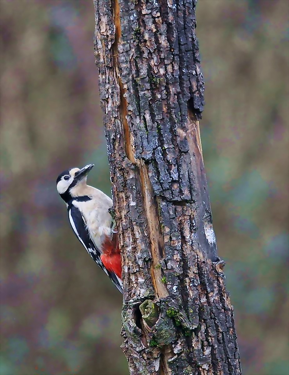 Picchio rosso maggiore femmina in inverno-
