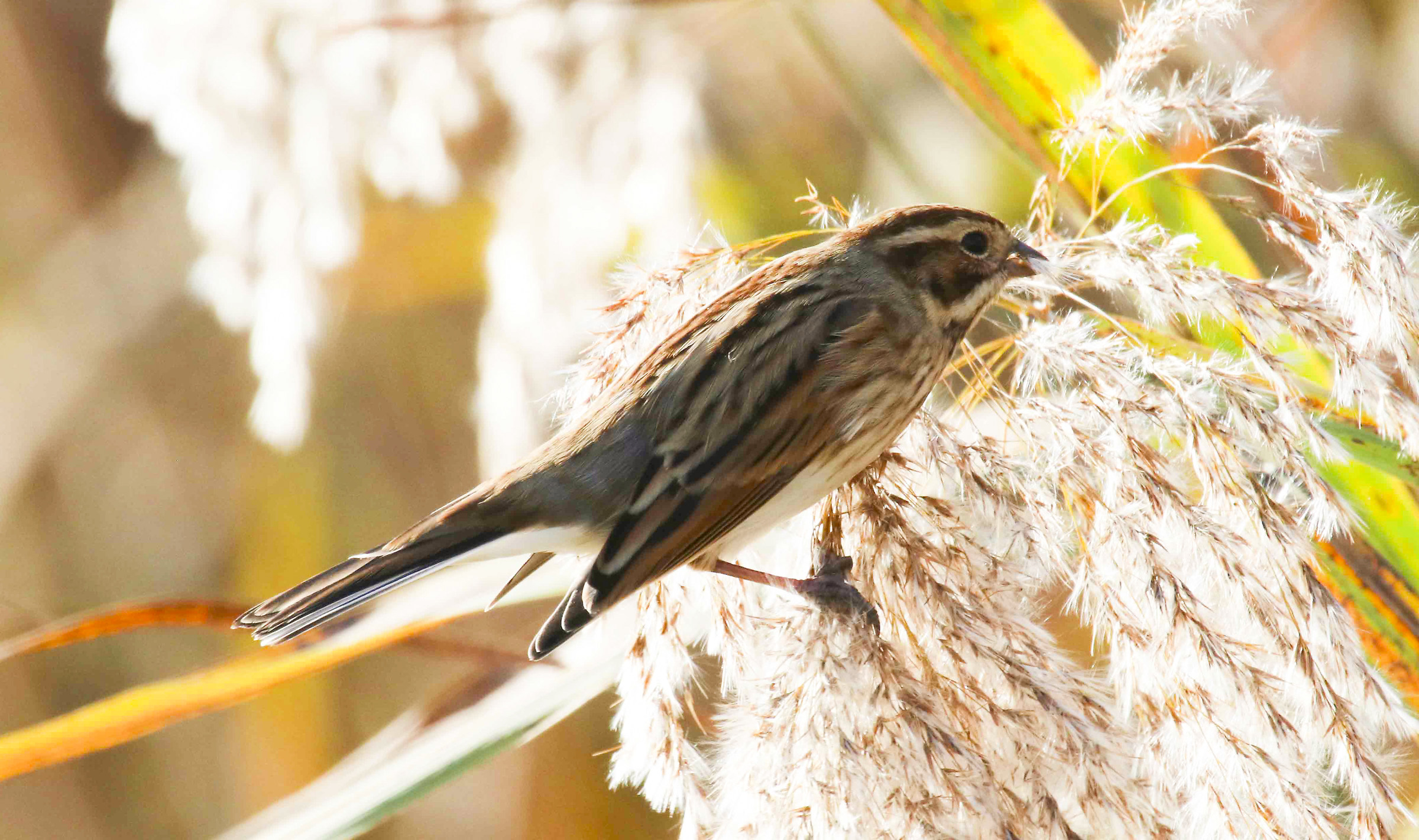 Migliarino di palude